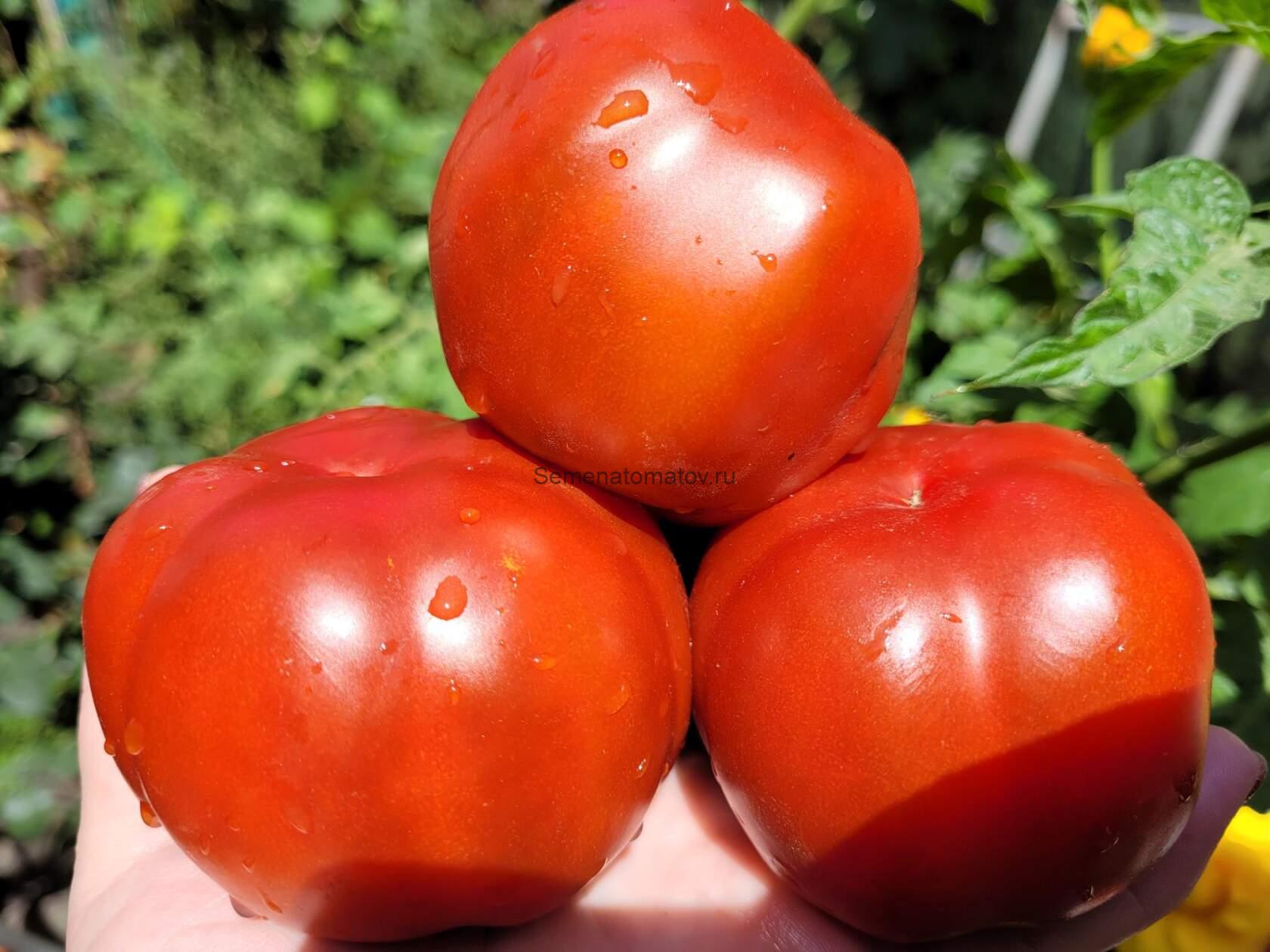 TRILOBATO  BRUNO-КОРИЧНЕВЫЙ ТРЕХЛОПАСТНЫЙ ИТАЛИЯ