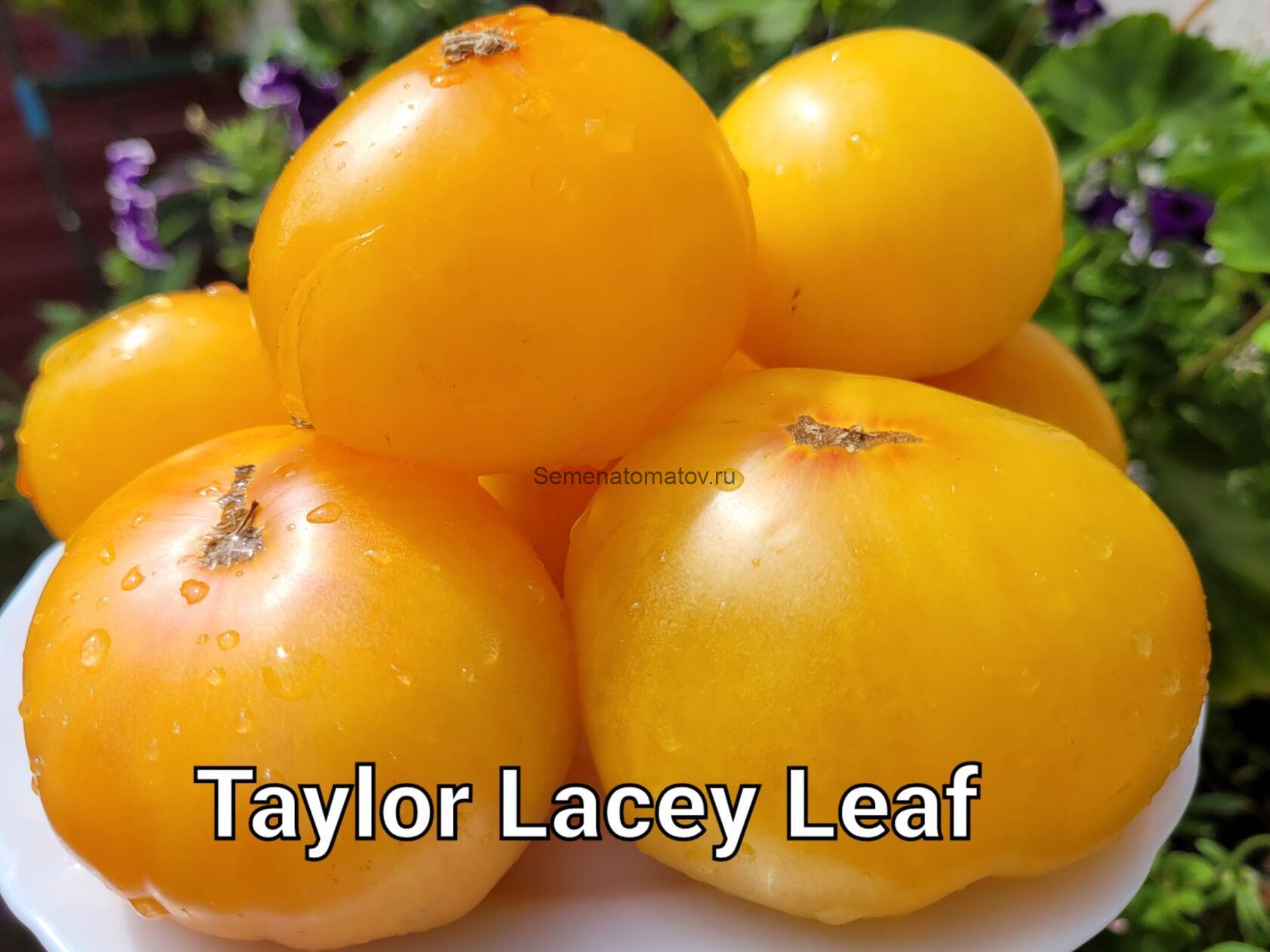 Taylor Lacey Leaf  Тейлор Лейси Лиф