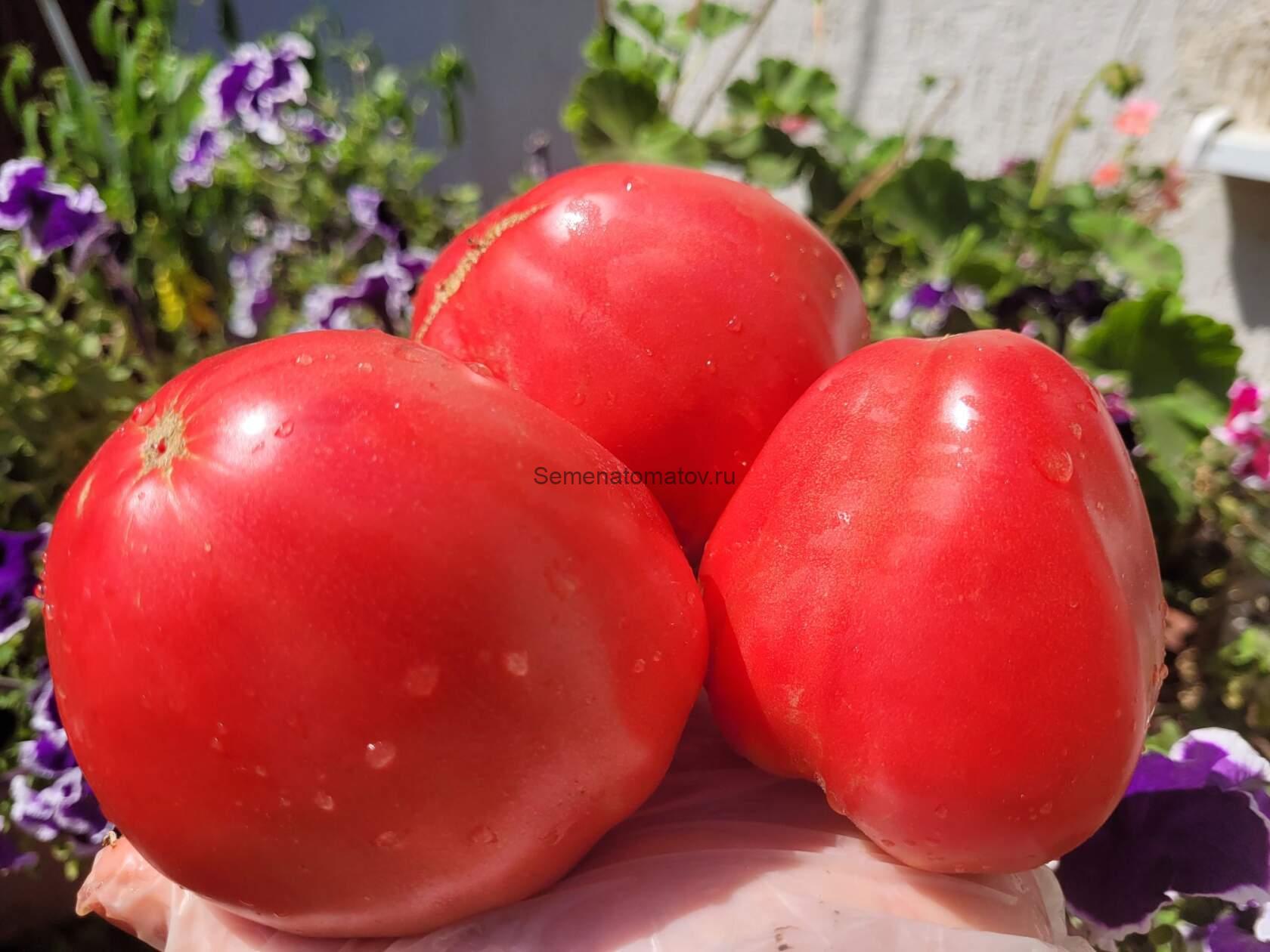 Teta de Monja - Teton de nonne - Mamella de Monja------Синица монахини