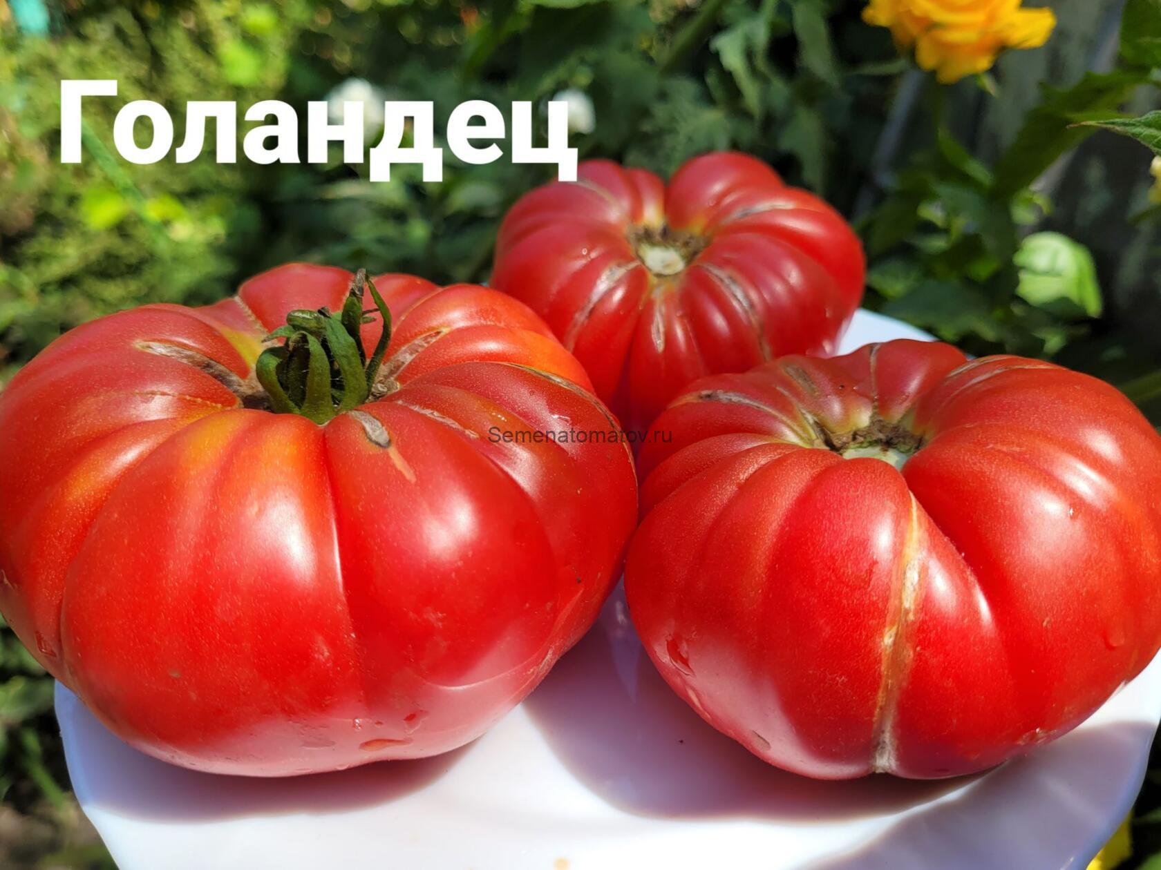 Голландец The Dutchman (США)