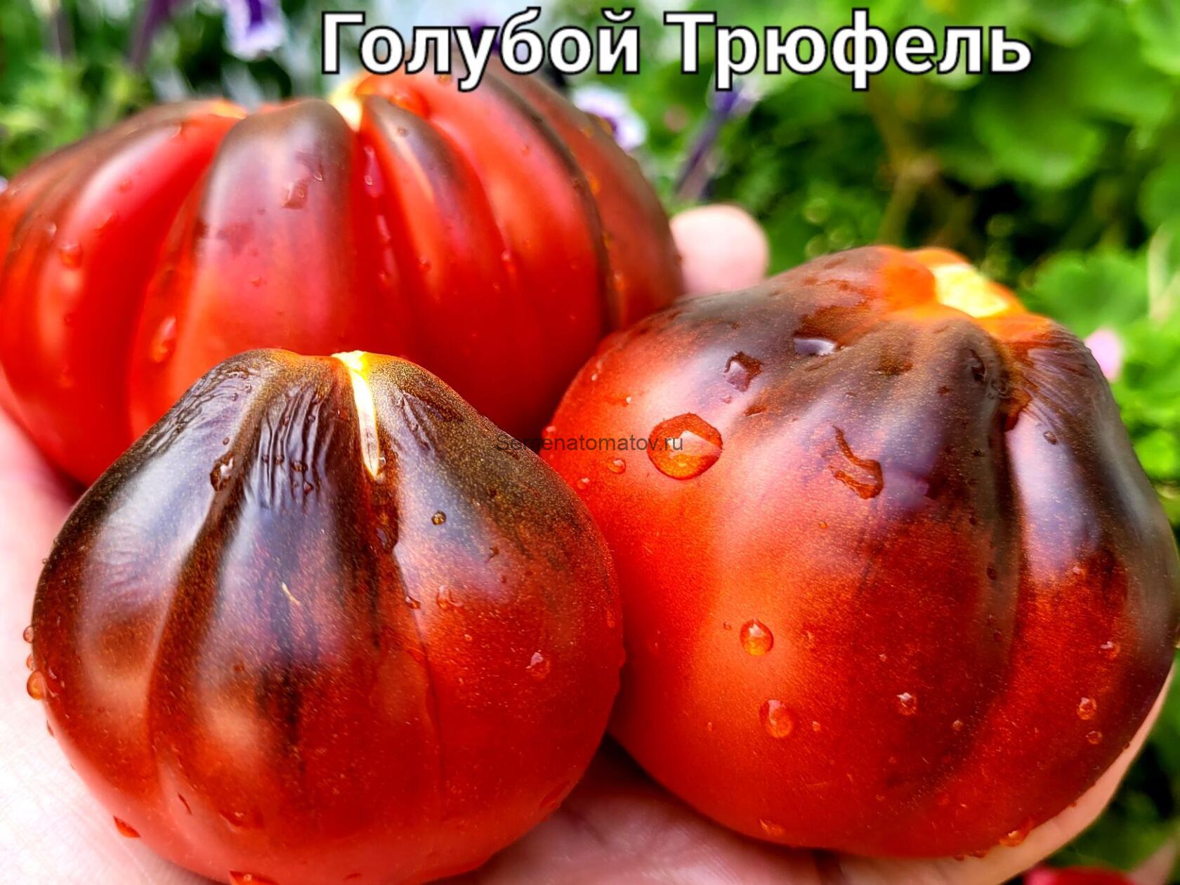 Trufa Azul «Голубой трюфель»