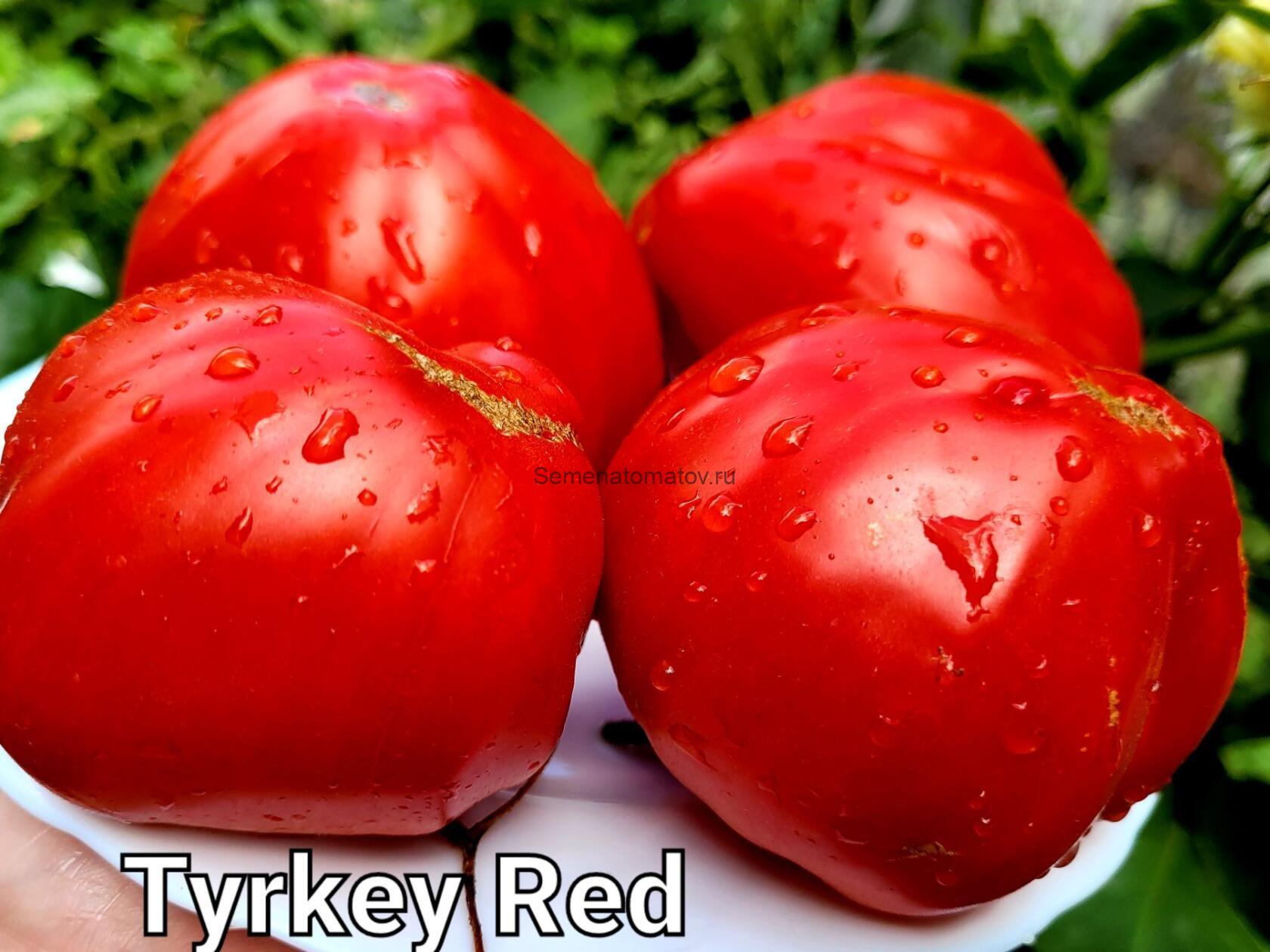 Tyrkey Red