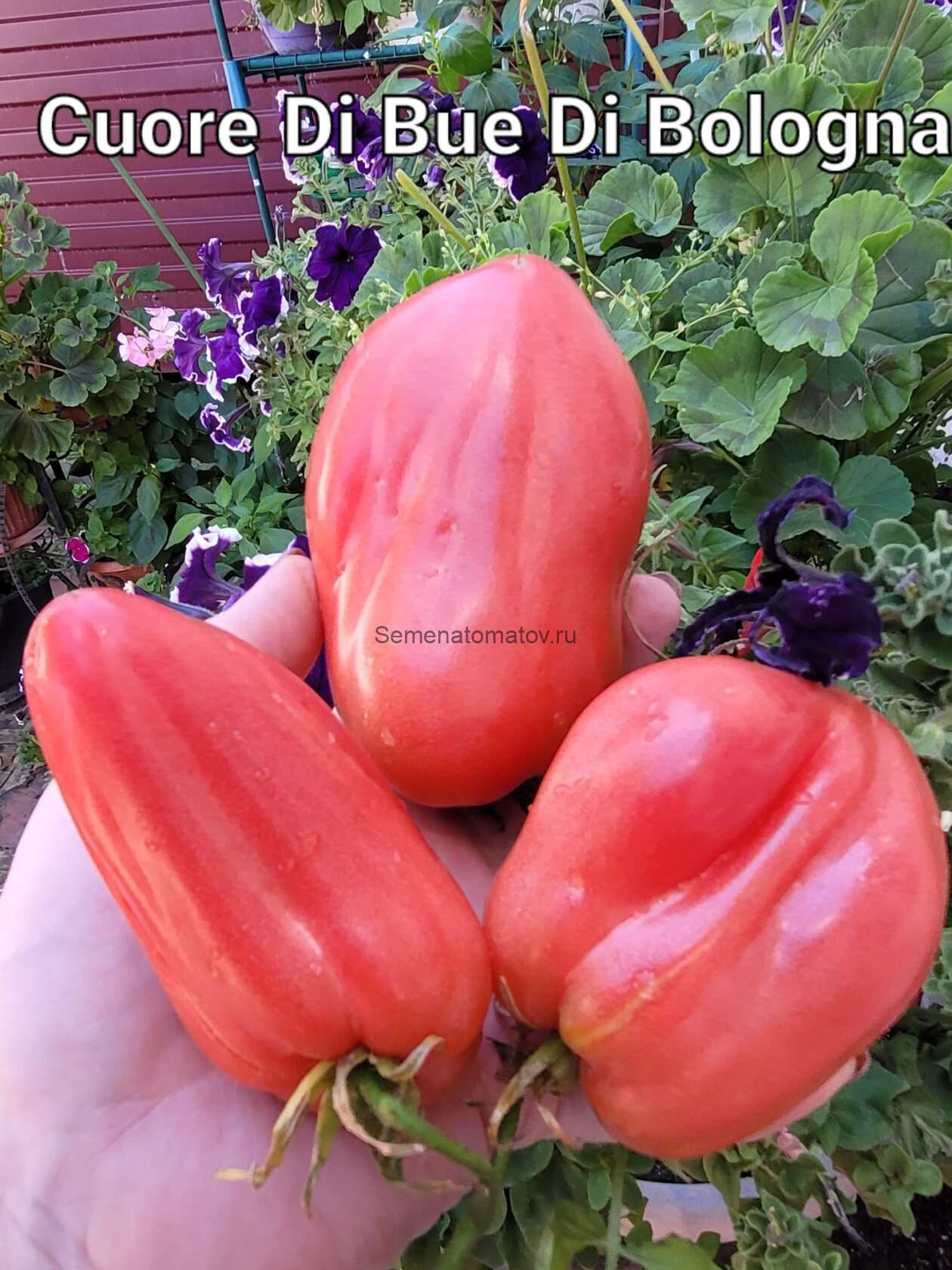 VERO CUORE DI BUE DI BOLOGNA-НАСТОЯЩЕЕ БОЛОНСКОЕ СЕРДЦЕ БЫКА ИТАЛИЯ