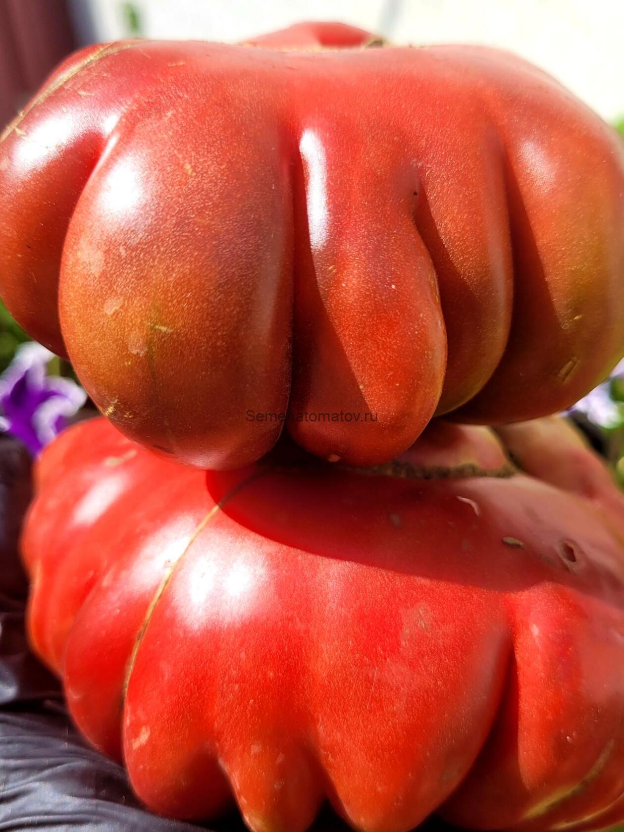 Zapotec brown elesh (запотек коричневая плоть)