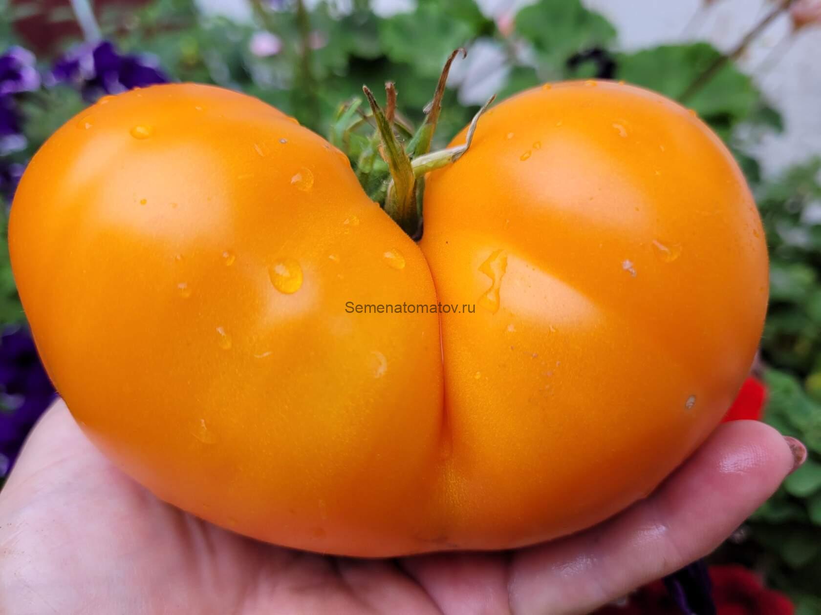 Zheltyy Syurpriz Желтый Сюрприз — изображение 2