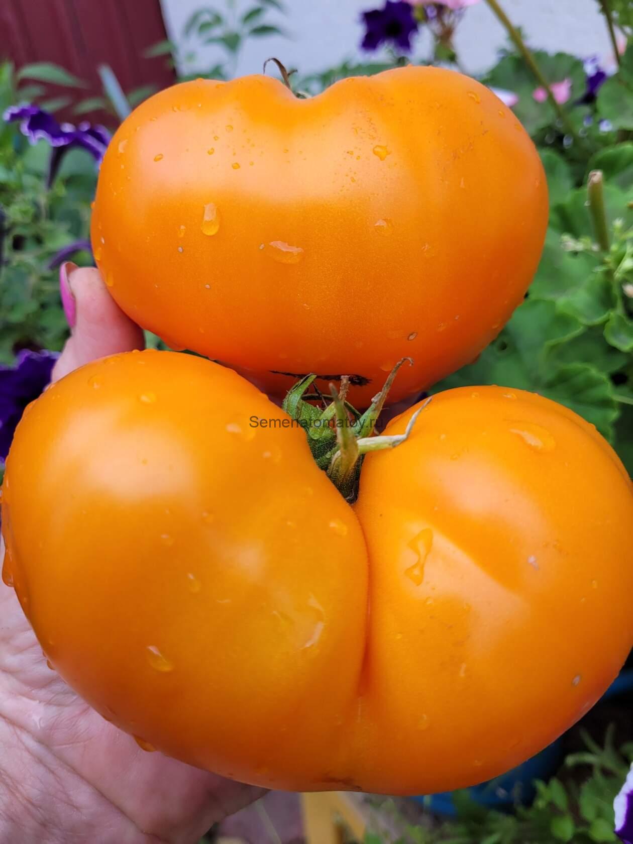 Zheltyy Syurpriz Желтый Сюрприз