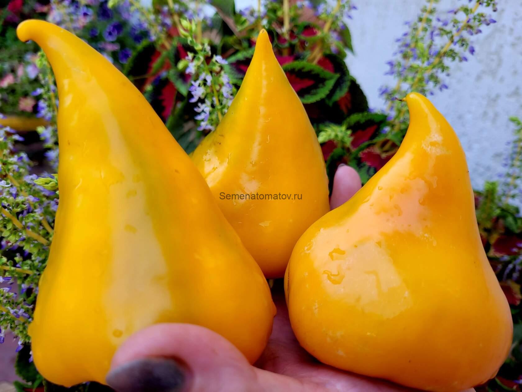 Леся Желтая.Lesya Yellow — изображение 3