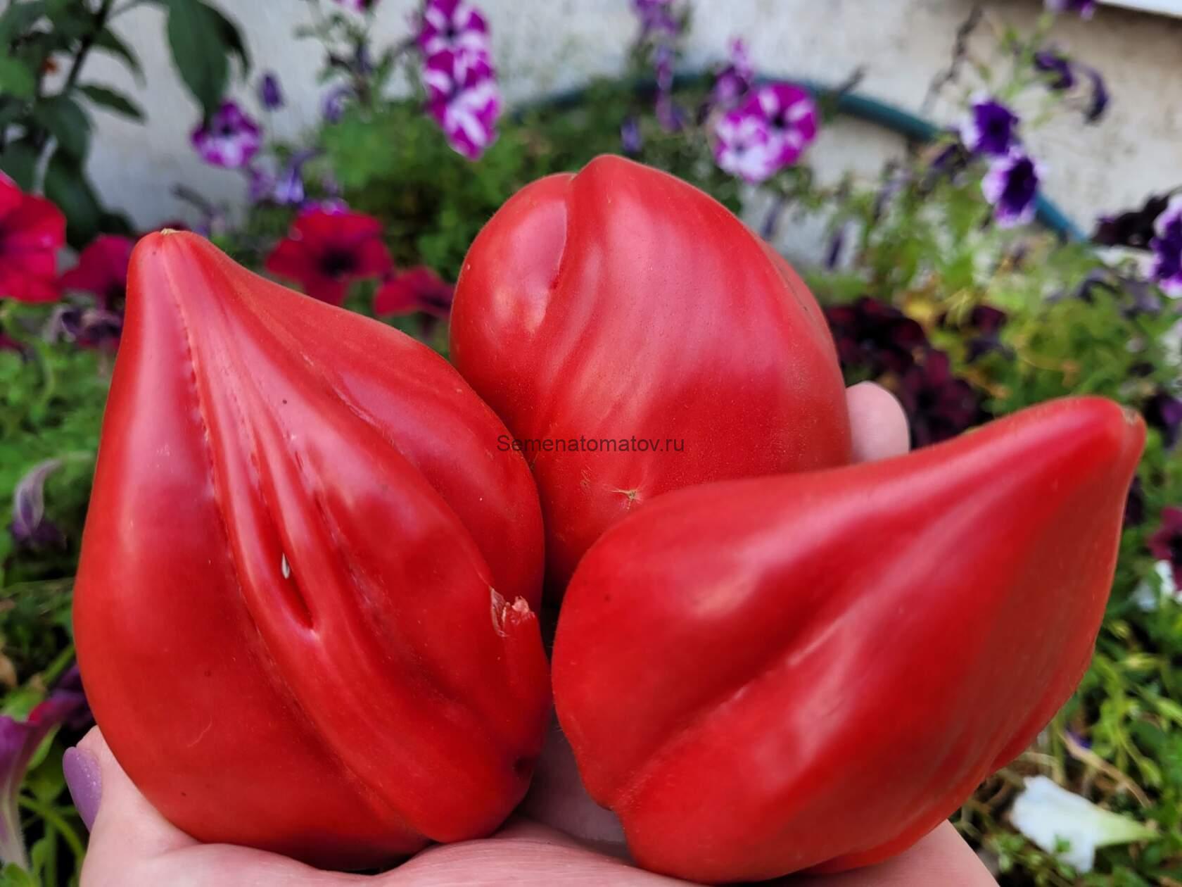 MARTHA'S HEART Cердце Марты Италия — изображение 5