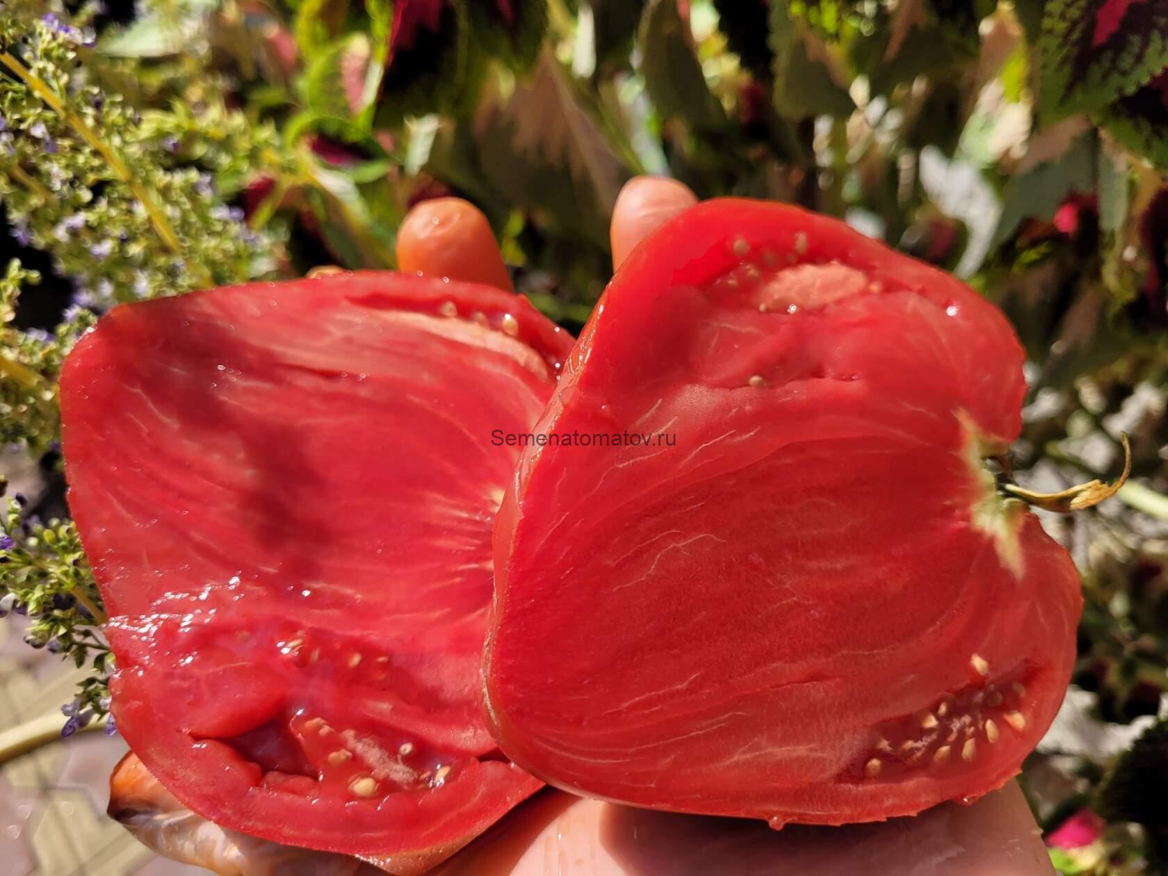 MARTHA'S HEART Cердце Марты Италия — изображение 6