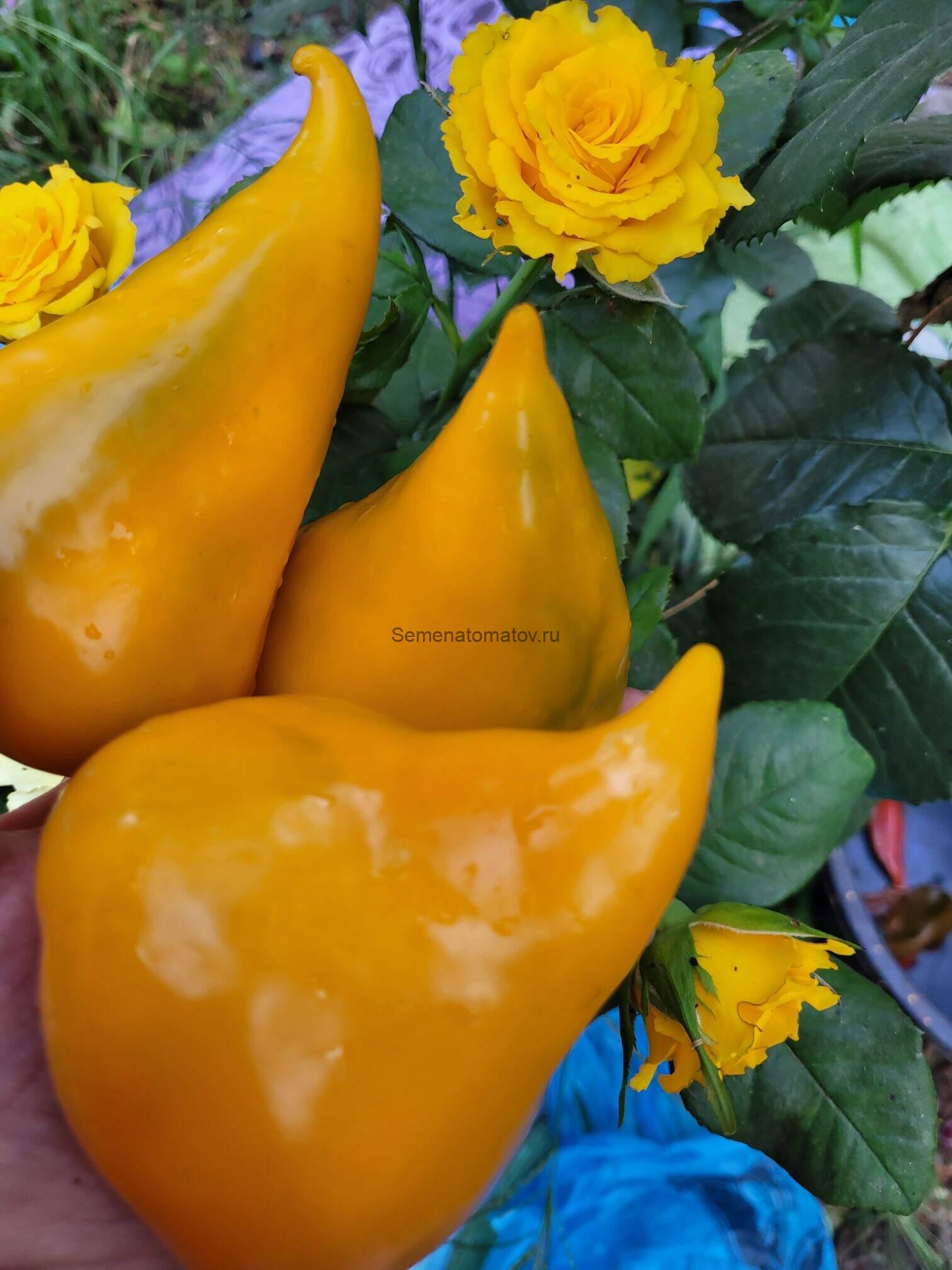 Леся Желтая.Lesya Yellow — изображение 4