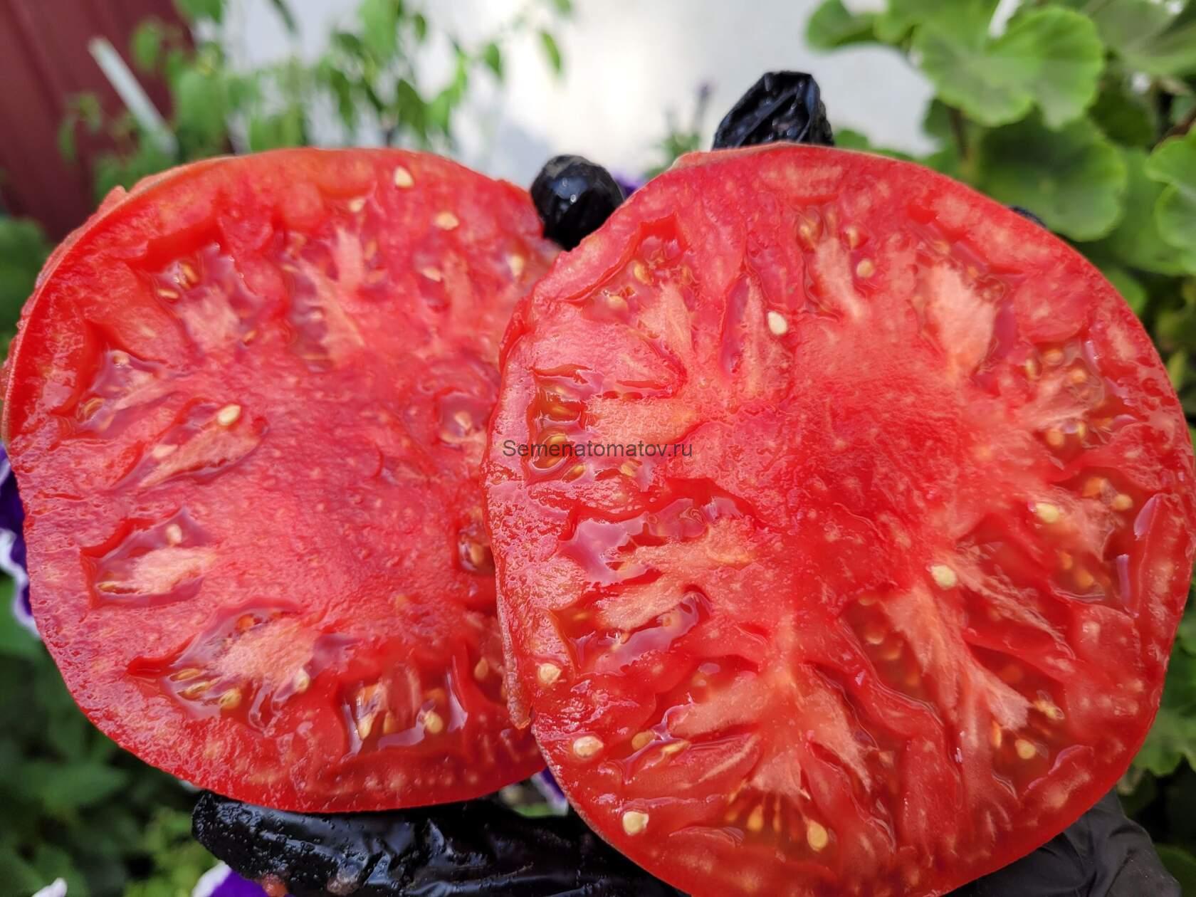 Avoa de Osedo-Авоа из Оседо Авуа де Оседо — изображение 2