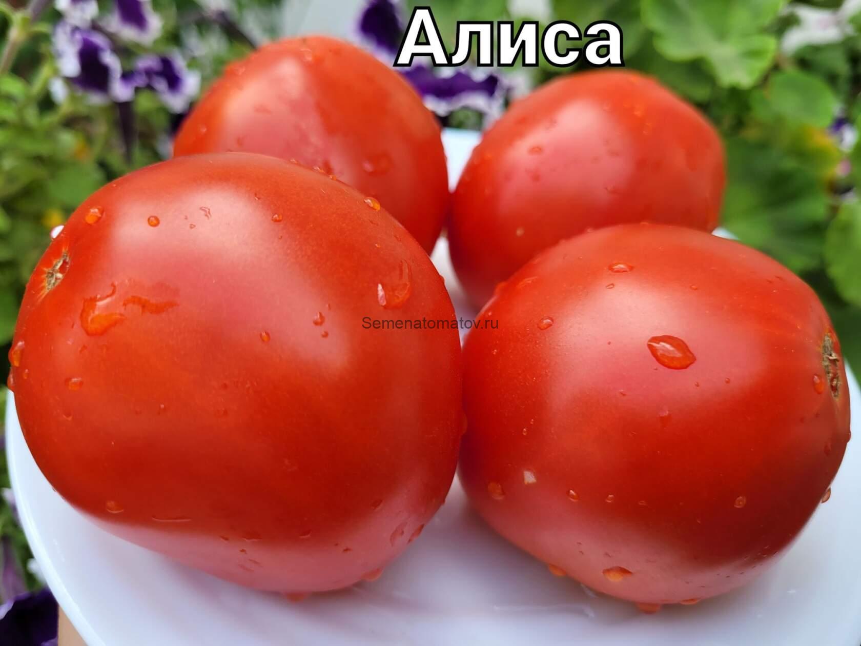Алиса