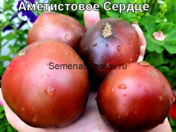 Аметистовое Сердце анто