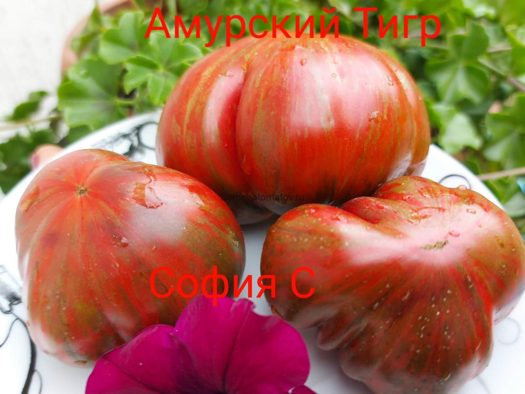 Амурский Тигр