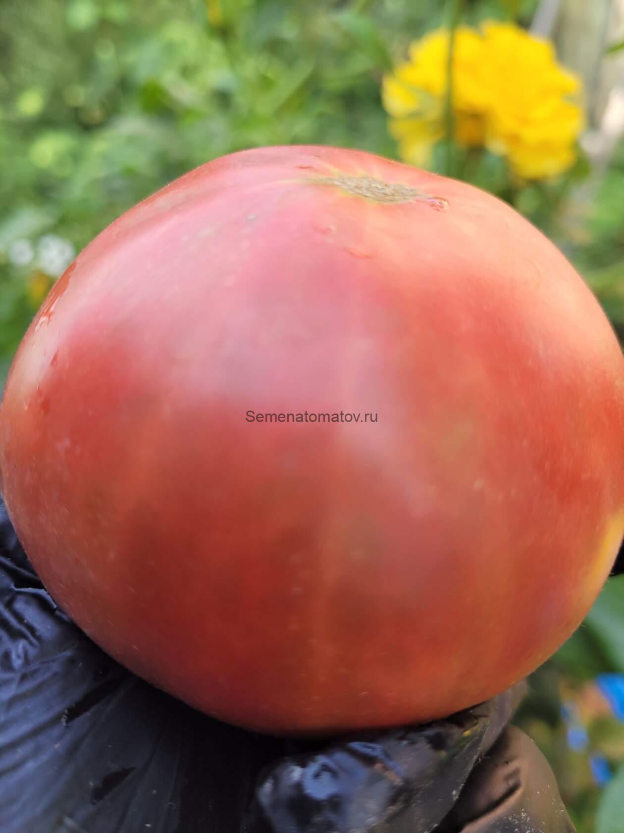 Rosebud Бутон Розы — изображение 2