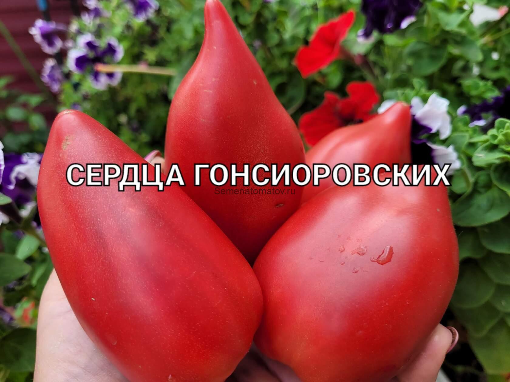 Бычье Сердце от Гонсиоровских (Минусинск)