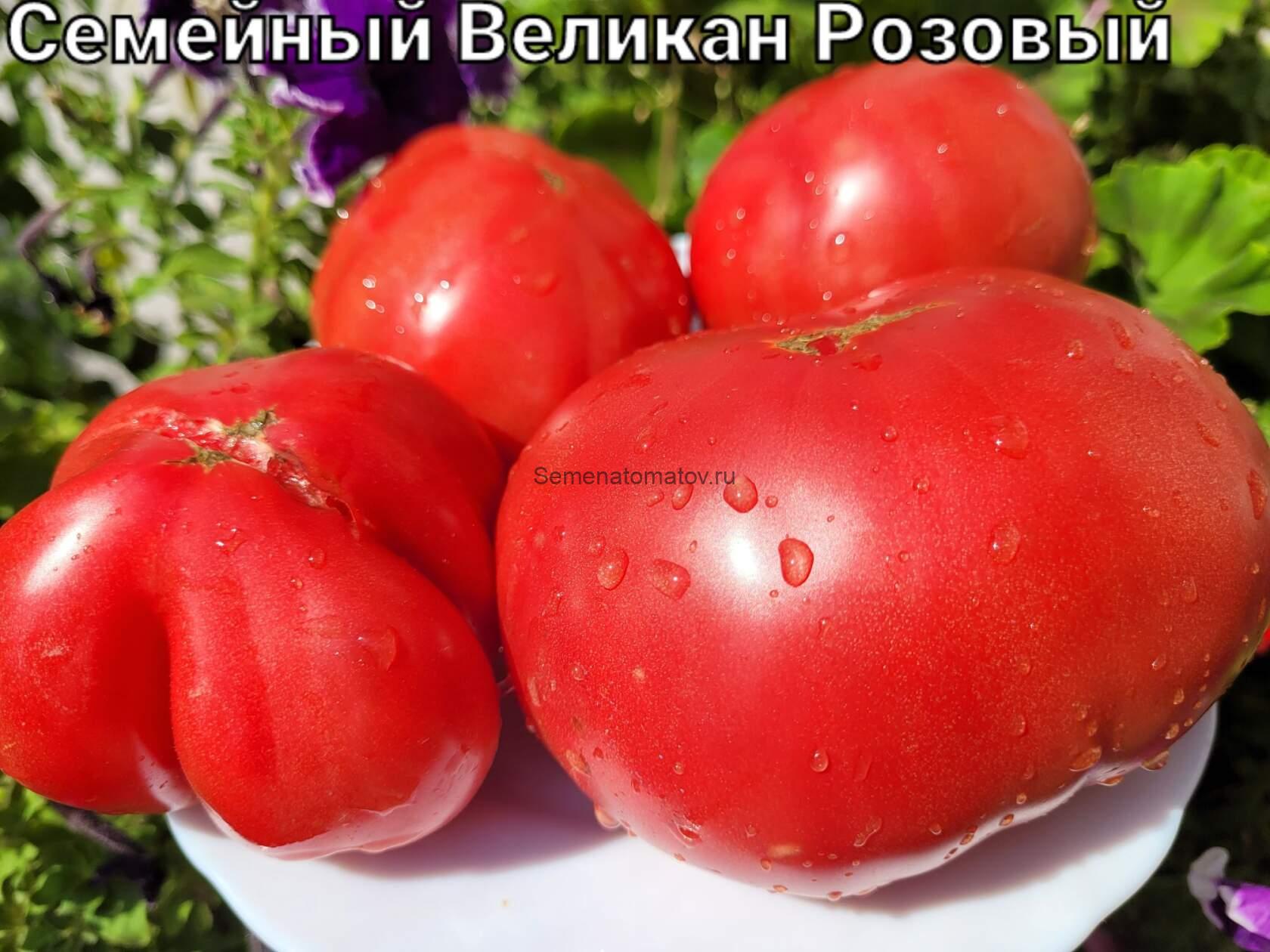 Великан семейный розовый ( Казахстан)