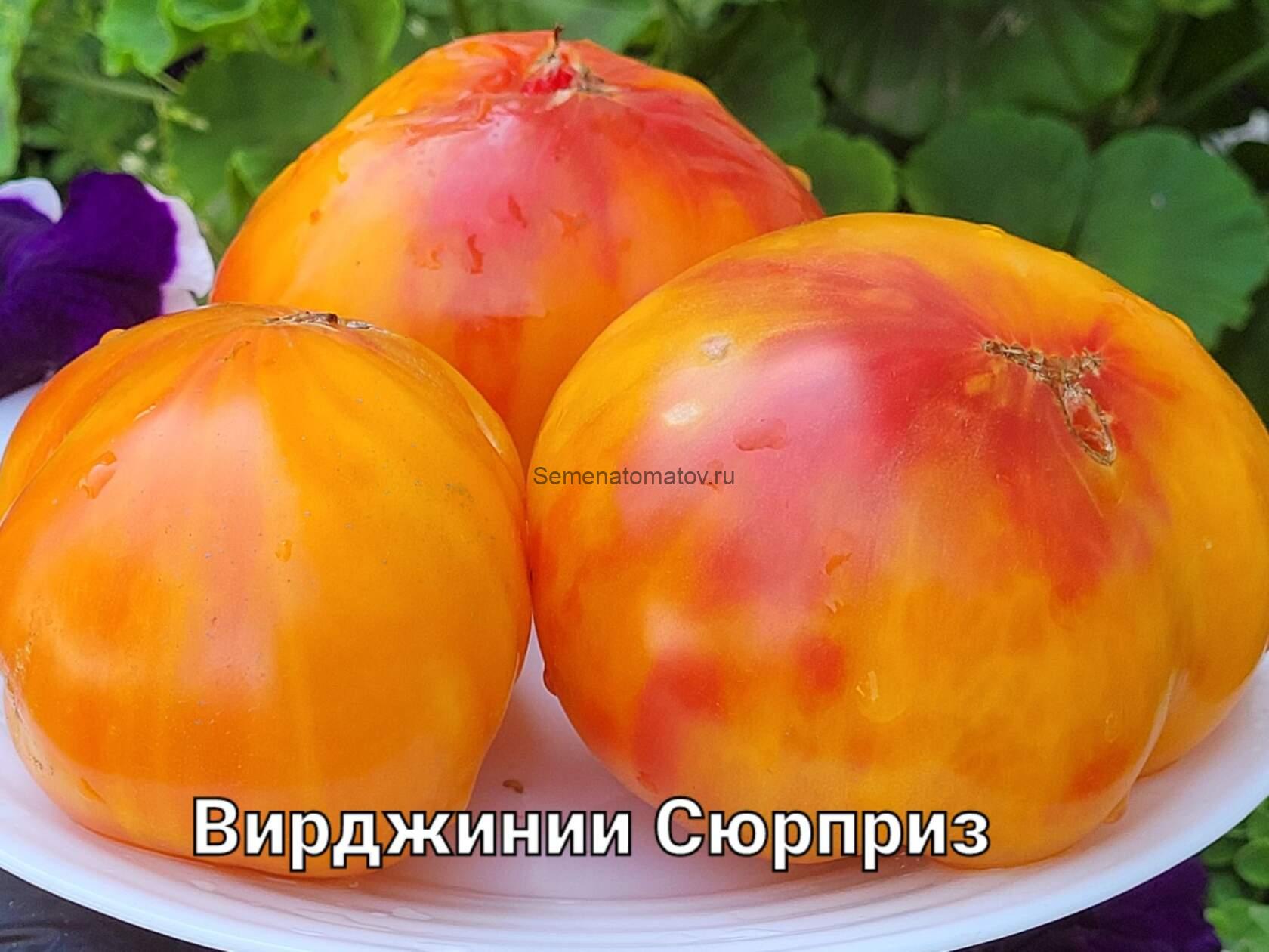 Вирджинии сюрприз (Virginia a surprise)
