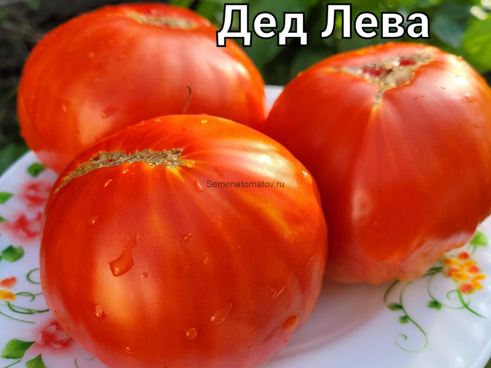 Дед Лева — изображение 2