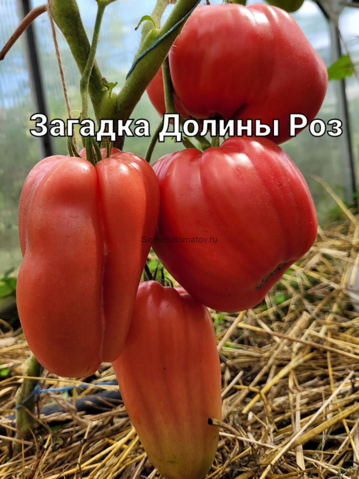 Загадка Долины Роз сердцевидная — изображение 3