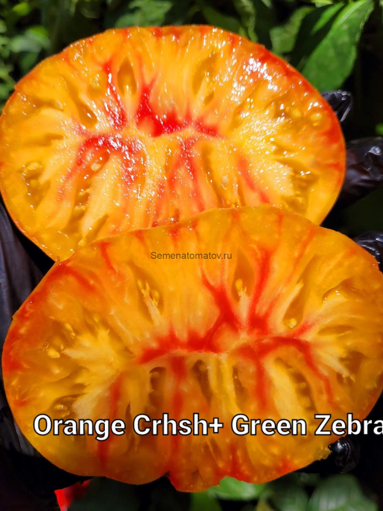 Зелёная ЗебраХ Оранжевый Сок ( Green Zebra x Orange Crush, США — изображение 2