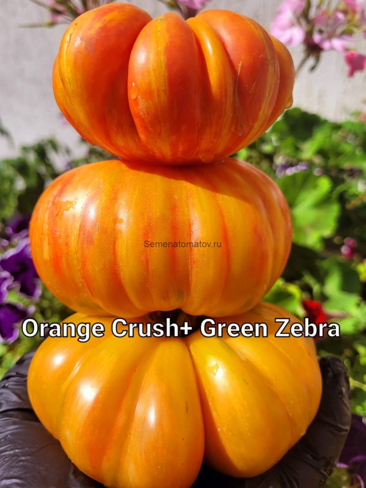 Зелёная ЗебраХ Оранжевый Сок ( Green Zebra x Orange Crush, США