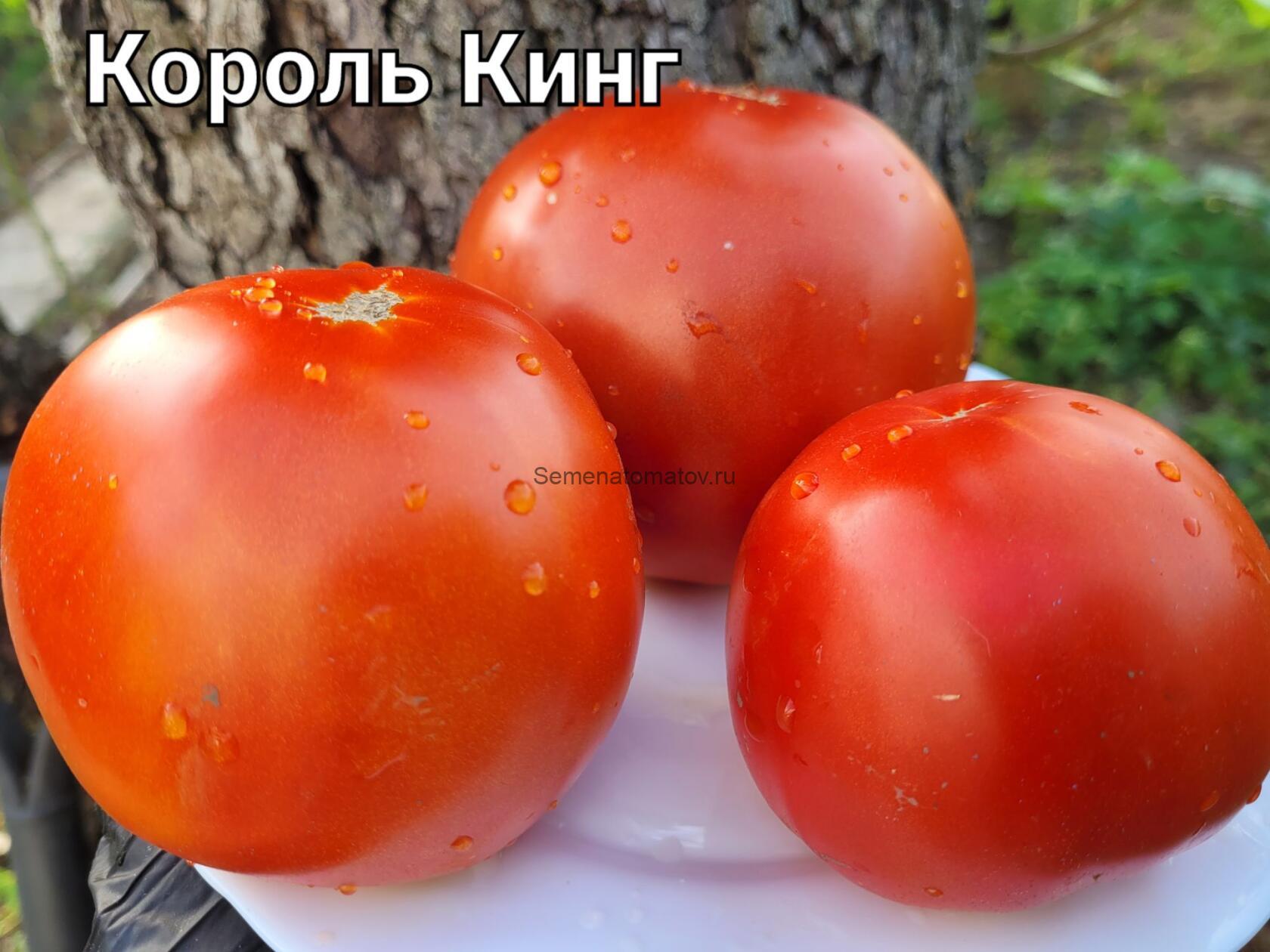 Король Бегемот (Behemoth King).