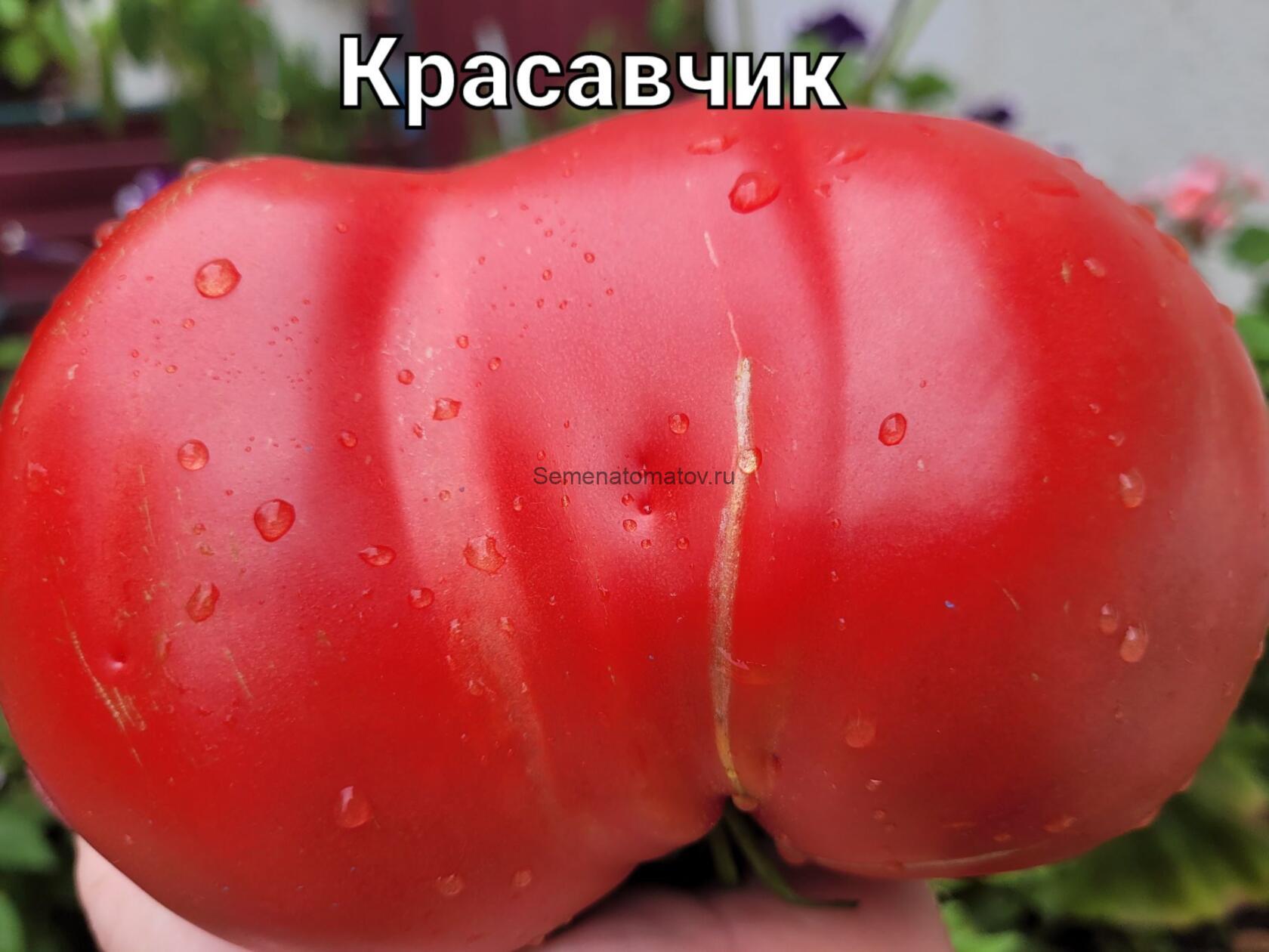 Красавчик Розовый