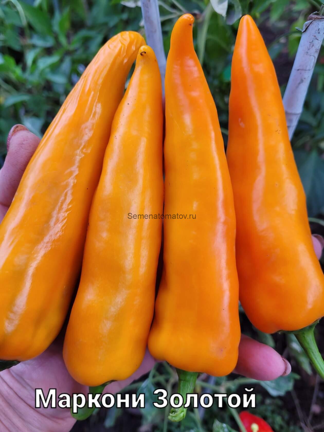 Маркони Золотой