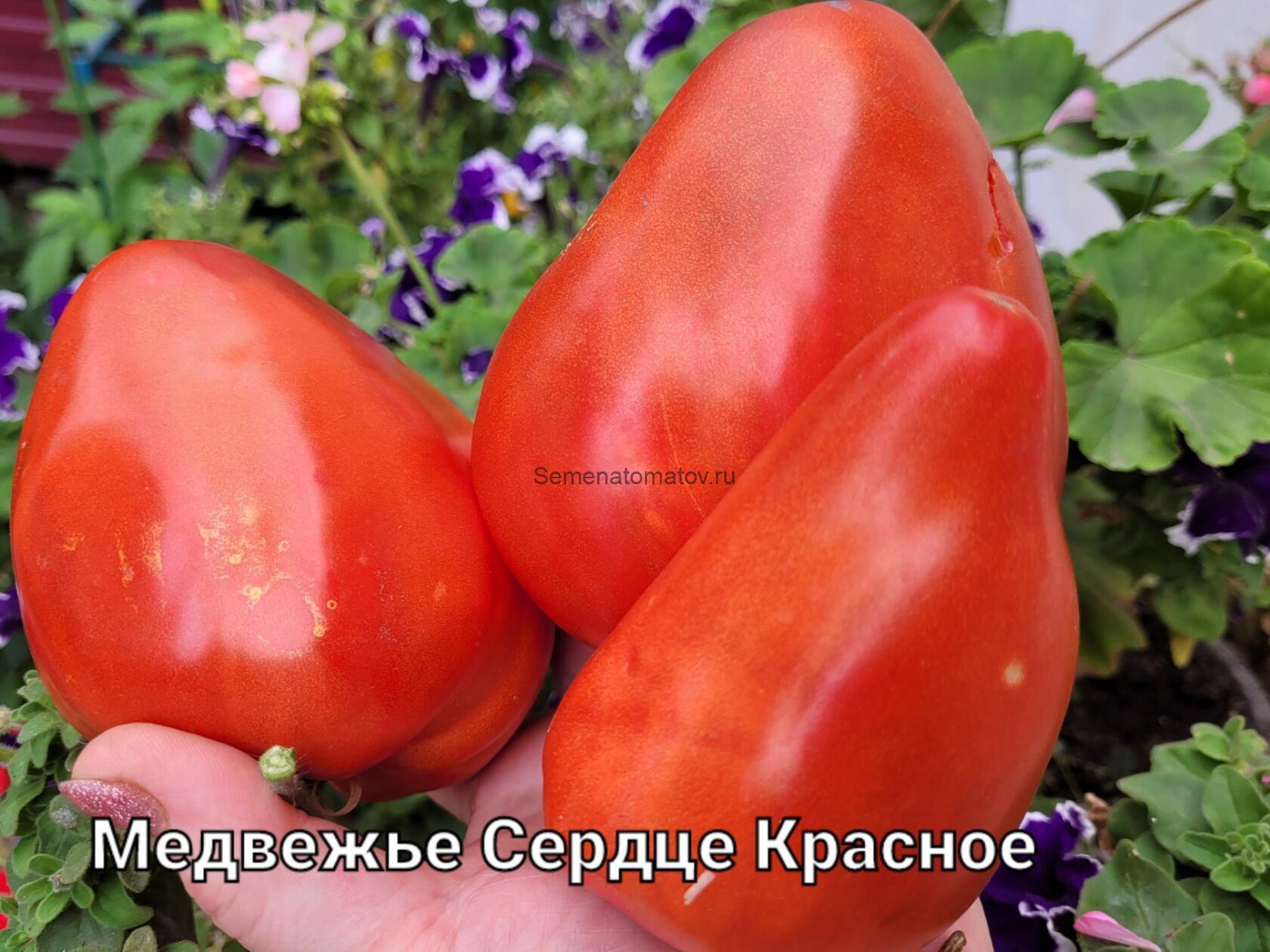 Медвежье Сердце Красное