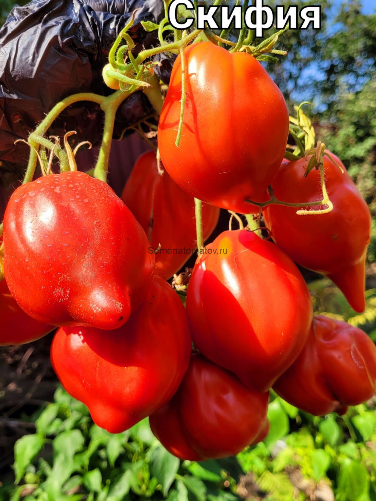 СКИФЕЯ SKYPHEA — изображение 3