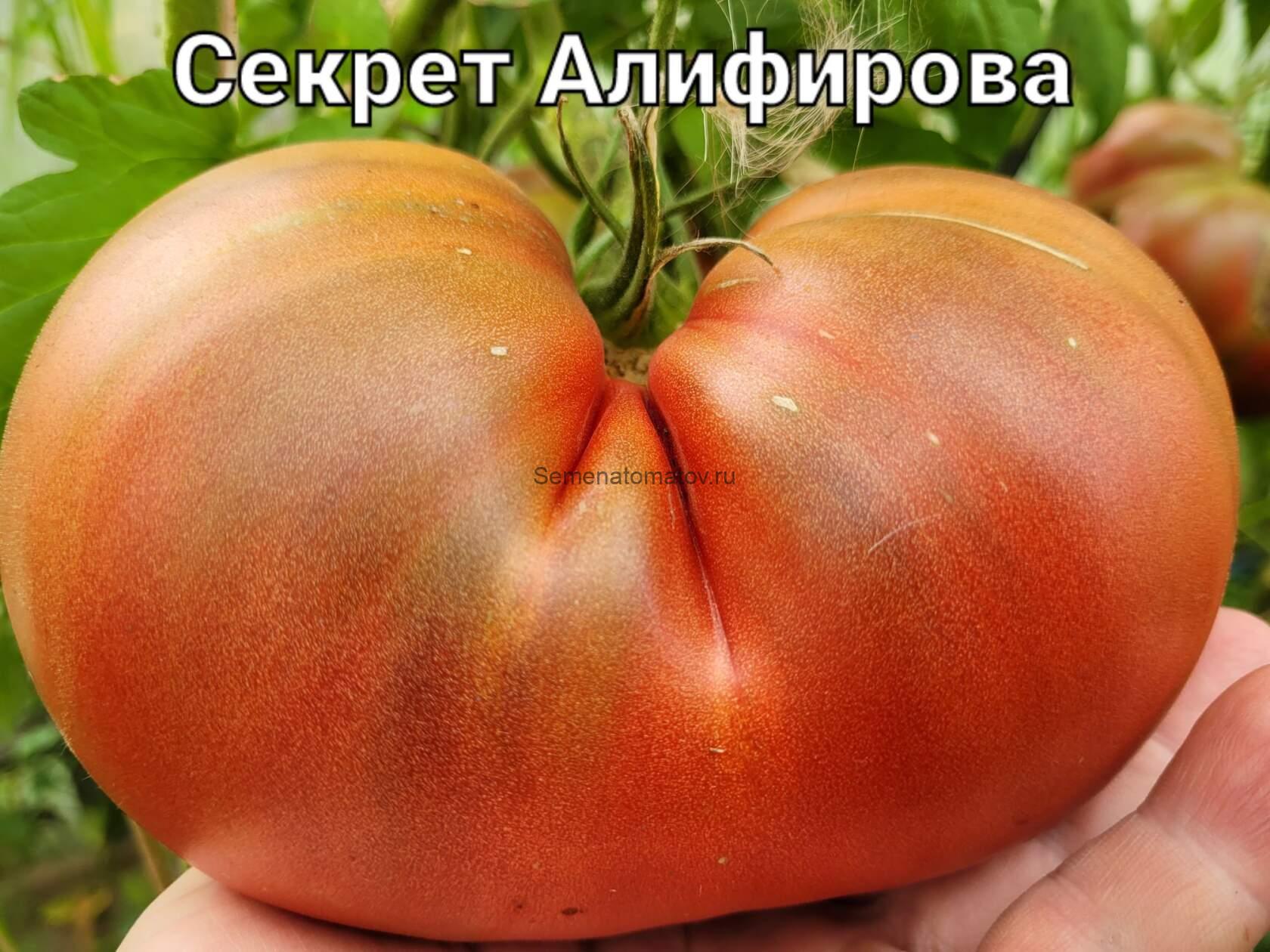 томат перо жар птицы характеристика и описание сорта