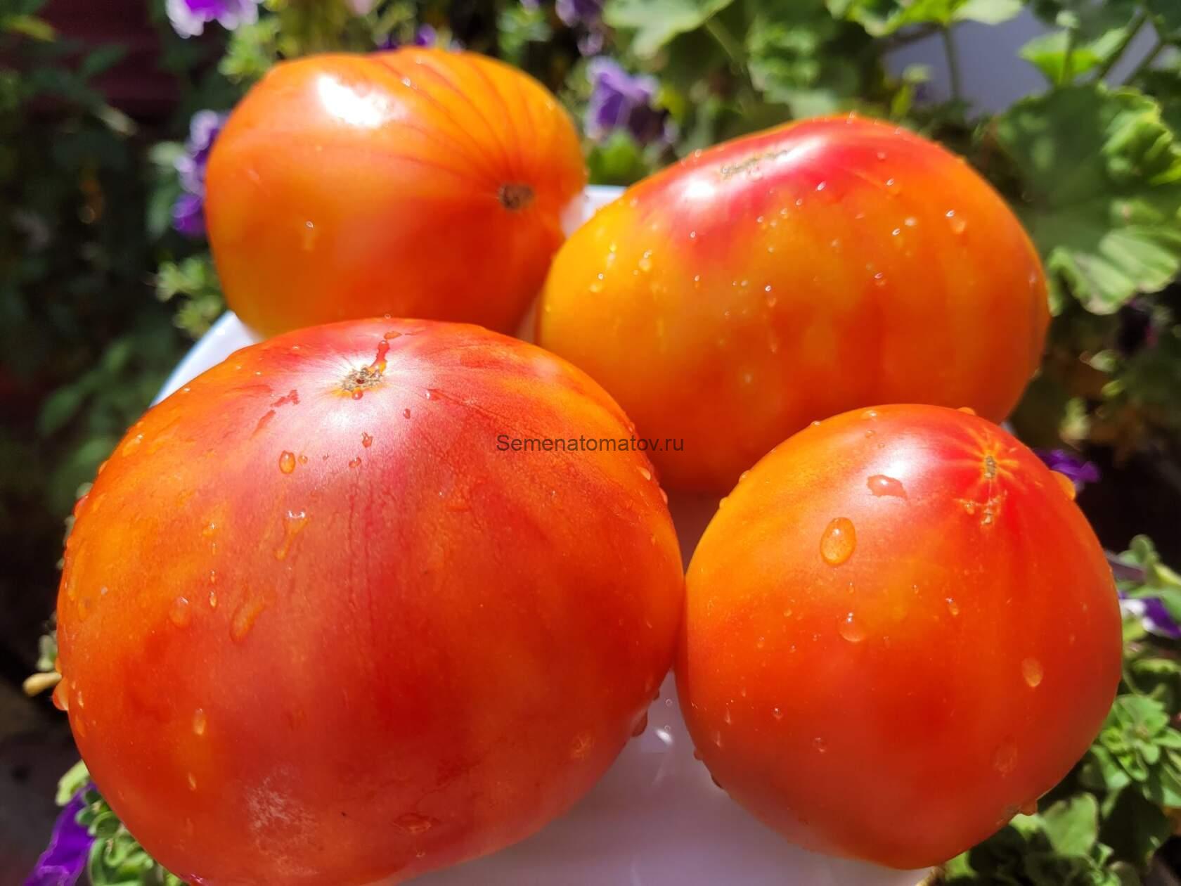 Семиречье биколор крупный ( Казахстан)