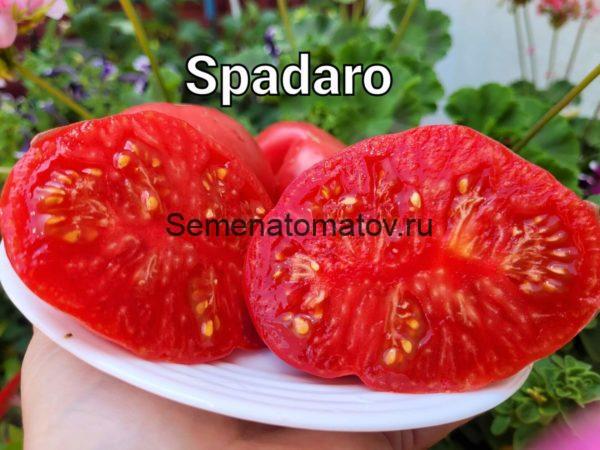 Spadaro (Спадаро) — изображение 2