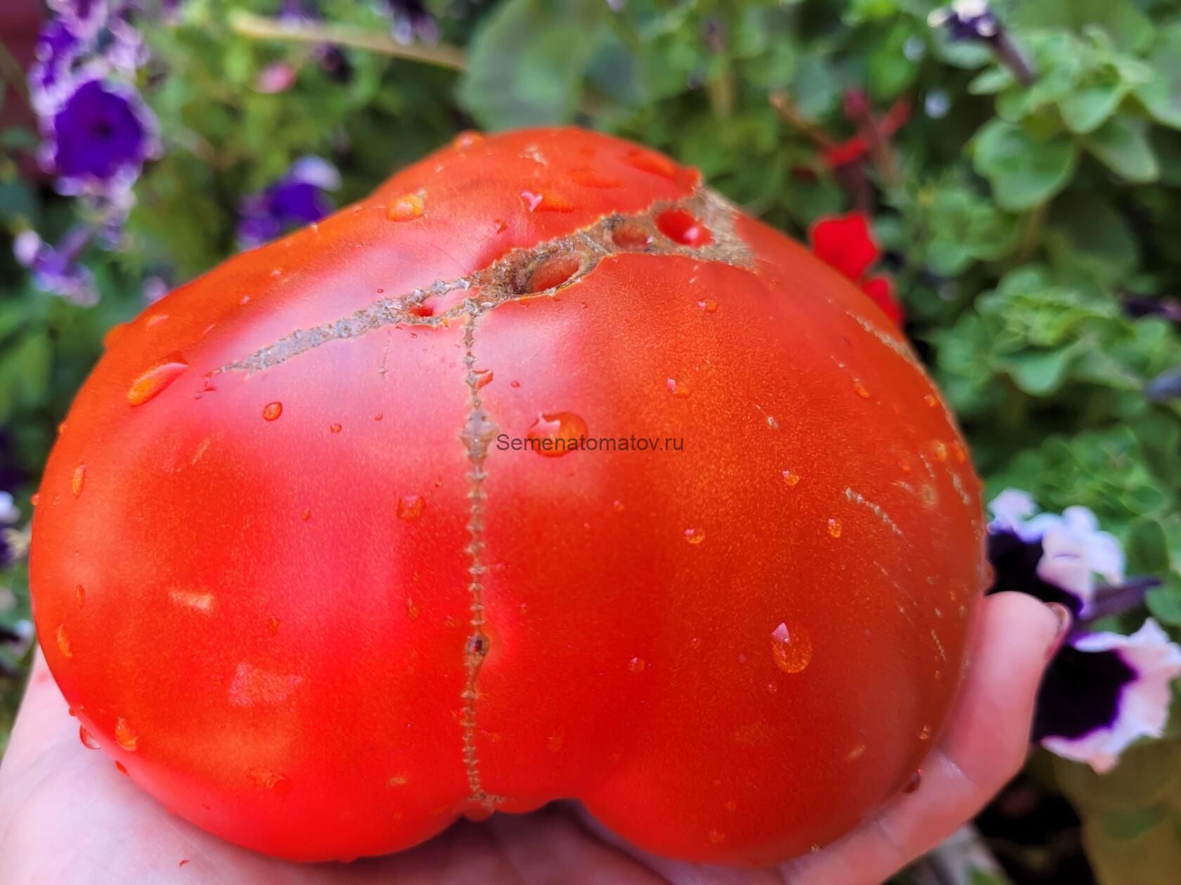 Merveille de Rochemont (Чудо Рохемона)