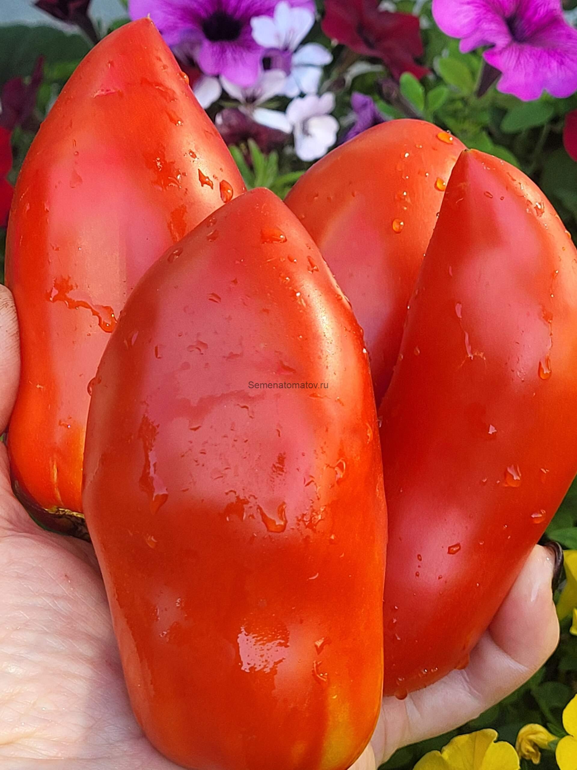 Abbattista Аббатиста — изображение 3