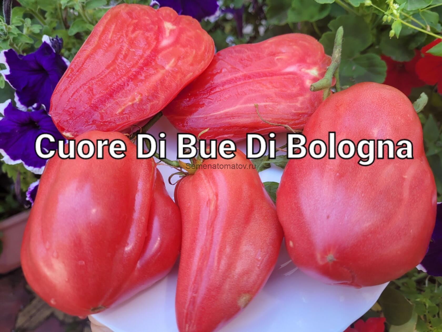 VERO CUORE DI BUE DI BOLOGNA-НАСТОЯЩЕЕ БОЛОНСКОЕ СЕРДЦЕ БЫКА ИТАЛИЯ — изображение 2