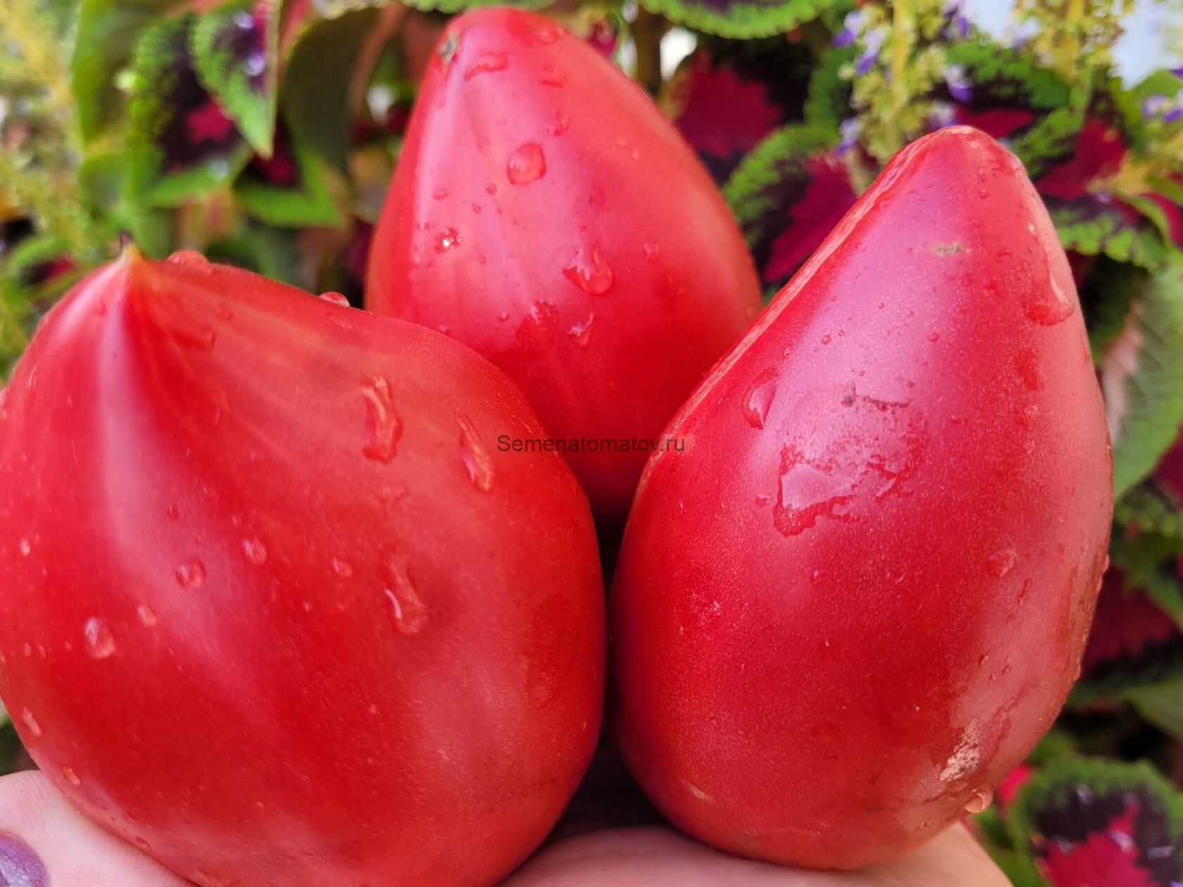 VERO CUORE DI BUE DI BOLOGNA-НАСТОЯЩЕЕ БОЛОНСКОЕ СЕРДЦЕ БЫКА ИТАЛИЯ — изображение 3