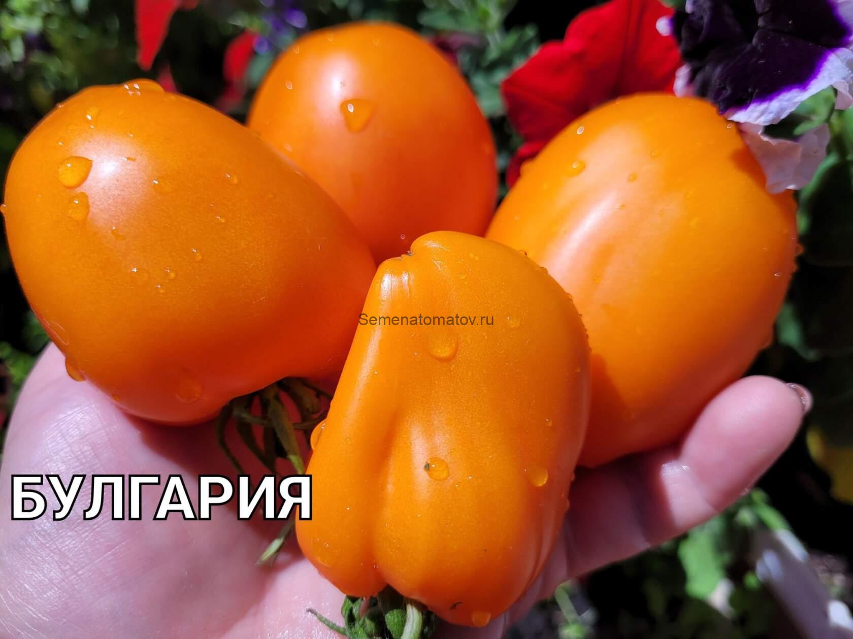 Булгария — изображение 2