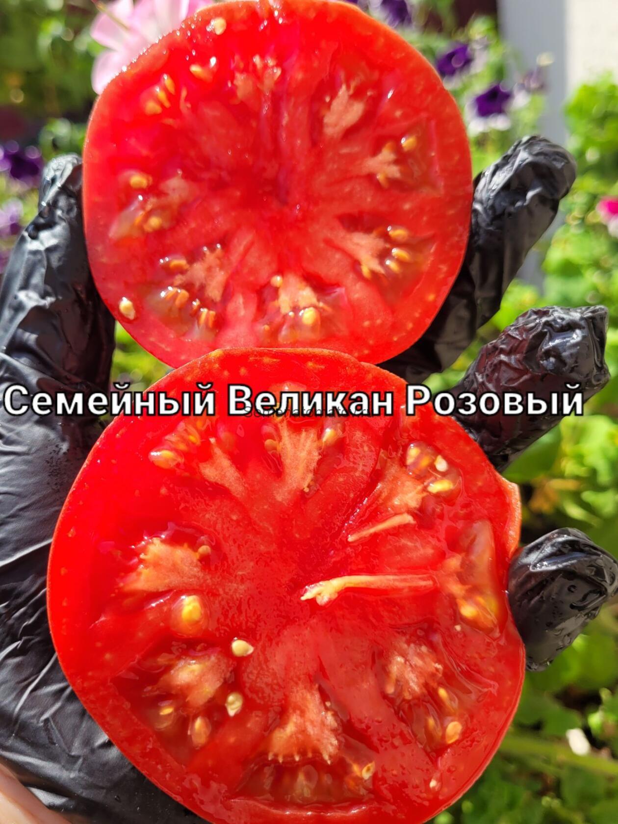 Великан семейный розовый ( Казахстан) — изображение 2