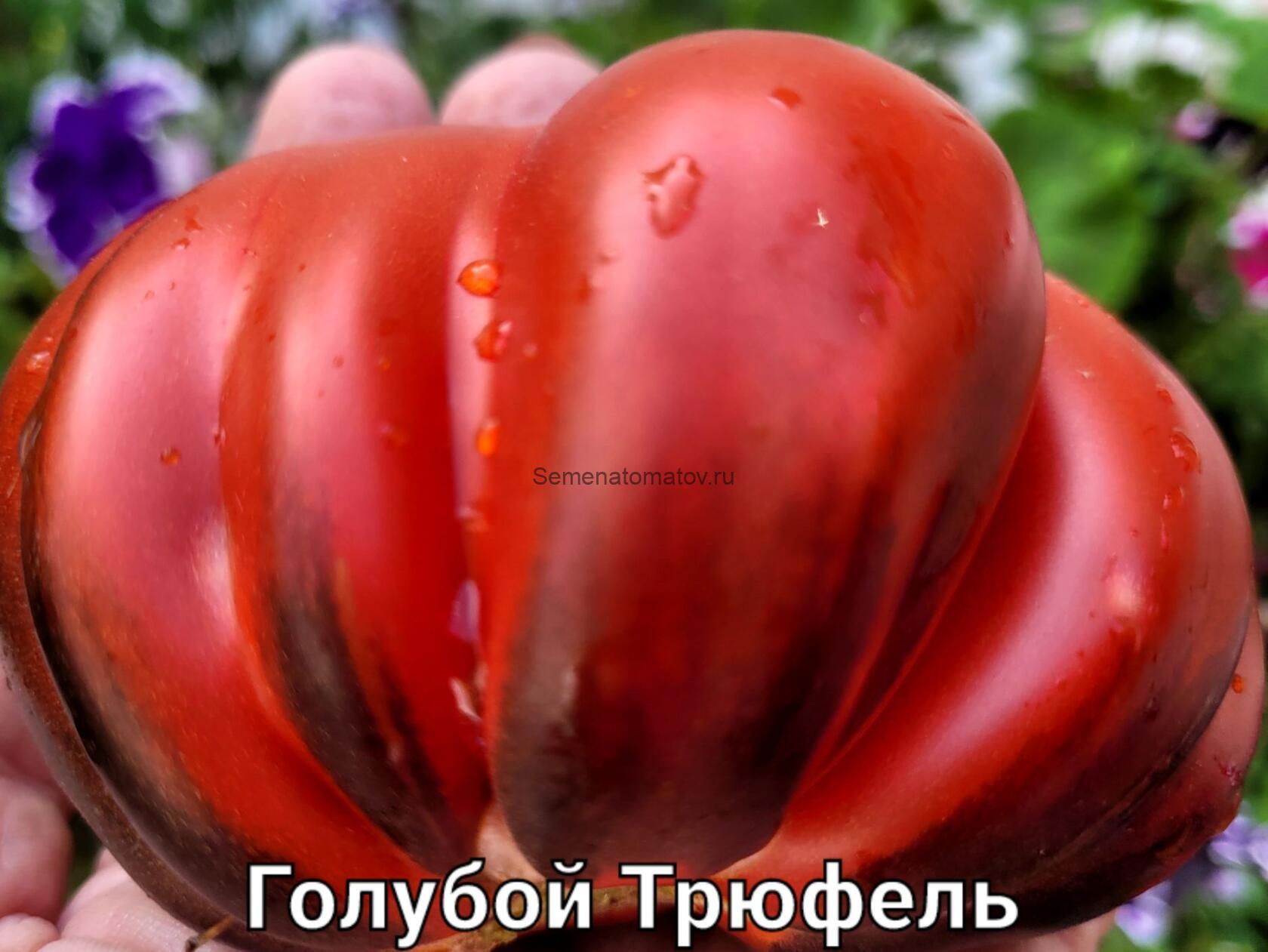 Trufa Azul «Голубой трюфель» — изображение 2