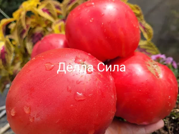 Pomodoro Della Sila (Томат силы), Италия — изображение 2