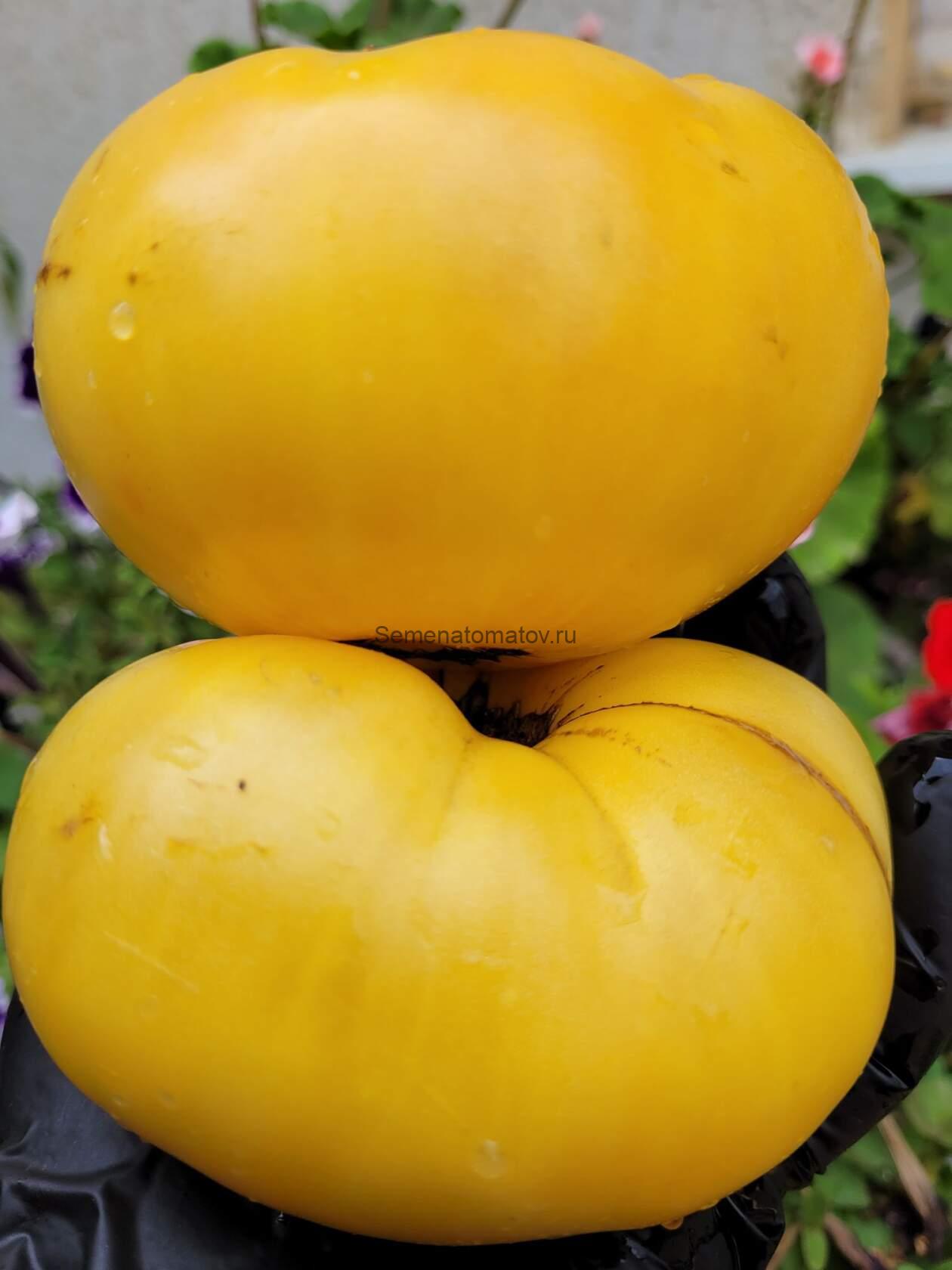 Dwarf Idaho Gem Tomato Гном Драгоценность  Айдахо — изображение 2