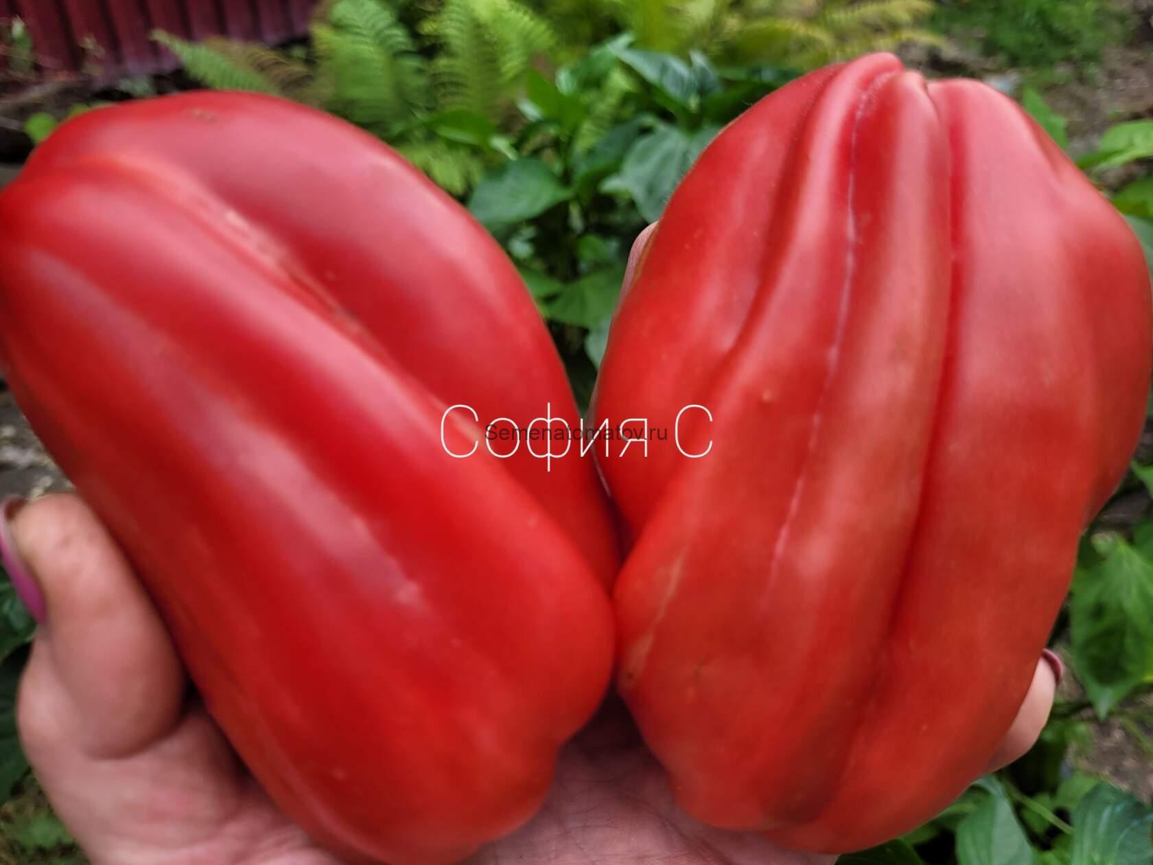 Загадка Долины Роз сердцевидная