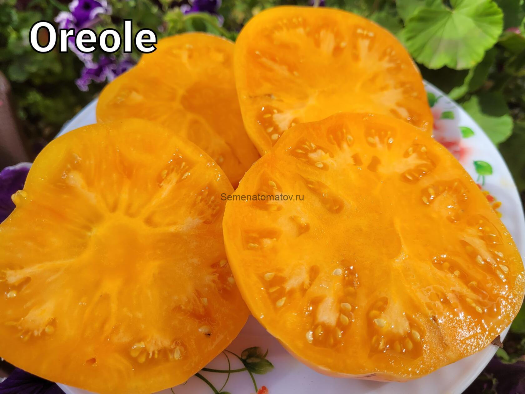 Dwarf Oriole  Гном Иволга — изображение 2