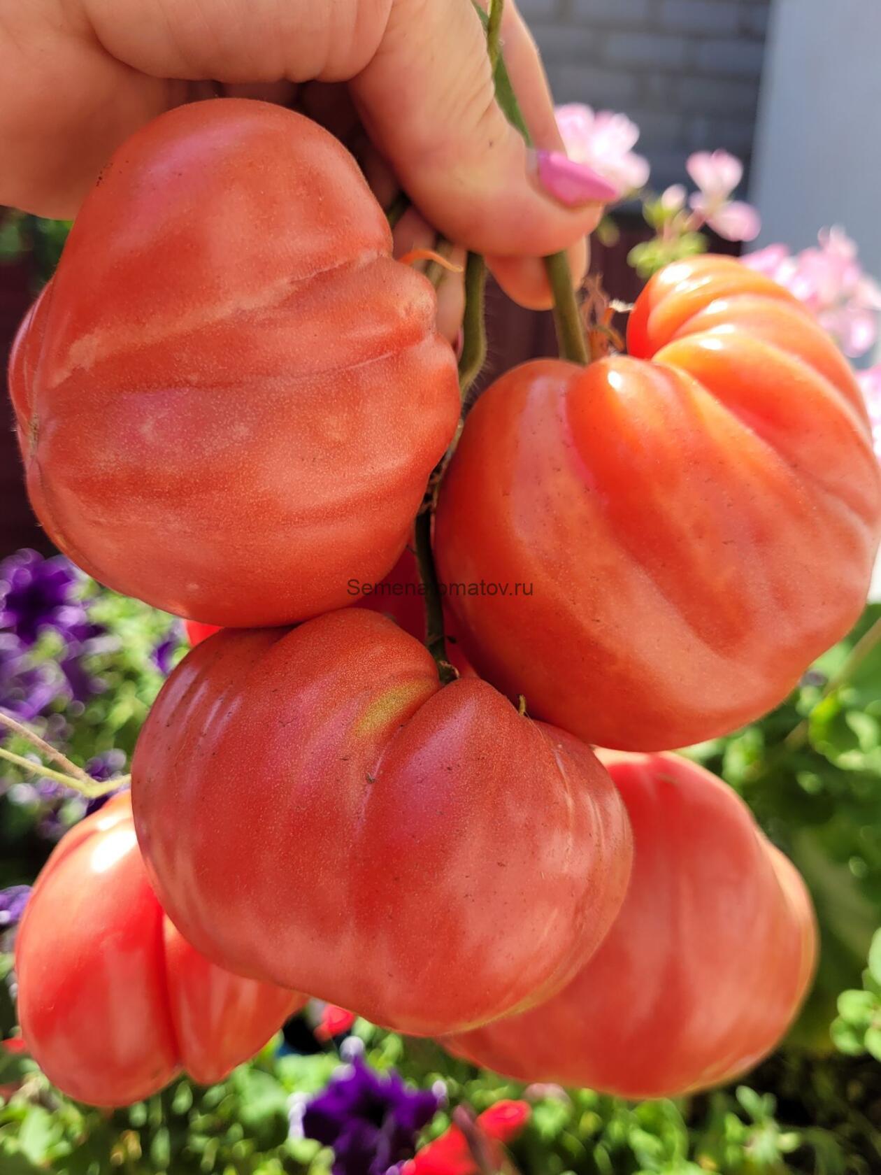 Португальский монстр Майкла (Michael’s Portuguese Monster) — изображение 2