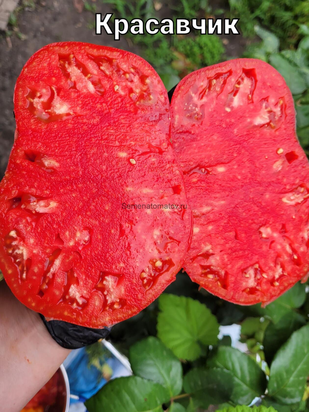 Красавчик Розовый — изображение 2