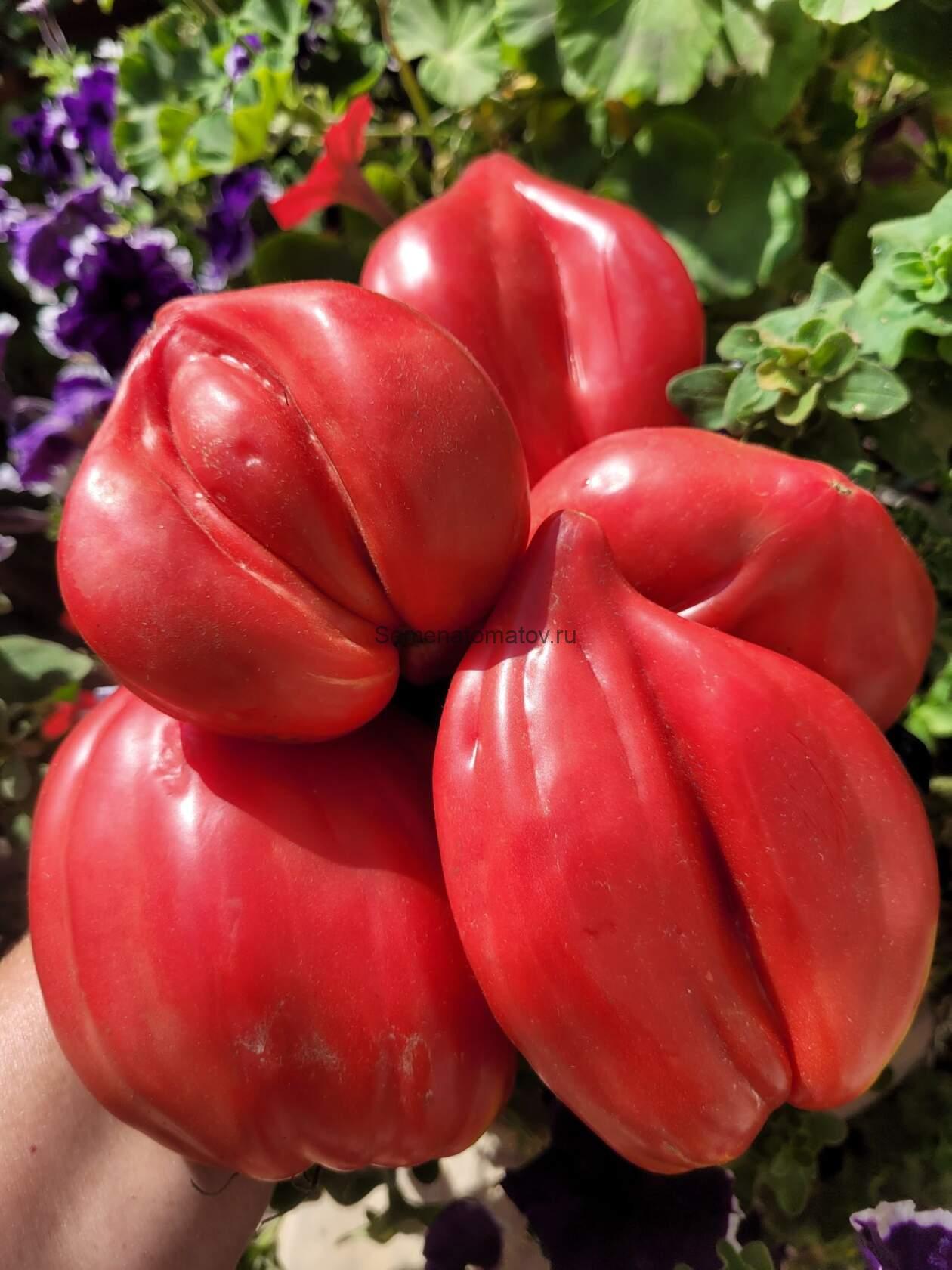 MARTHA'S HEART Cердце Марты Италия — изображение 3