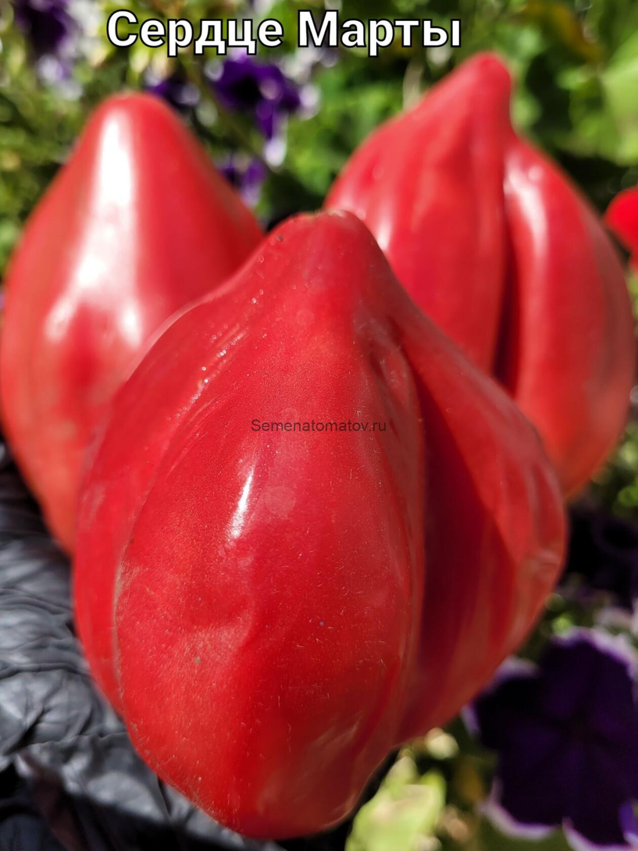 MARTHA'S HEART Cердце Марты Италия — изображение 2