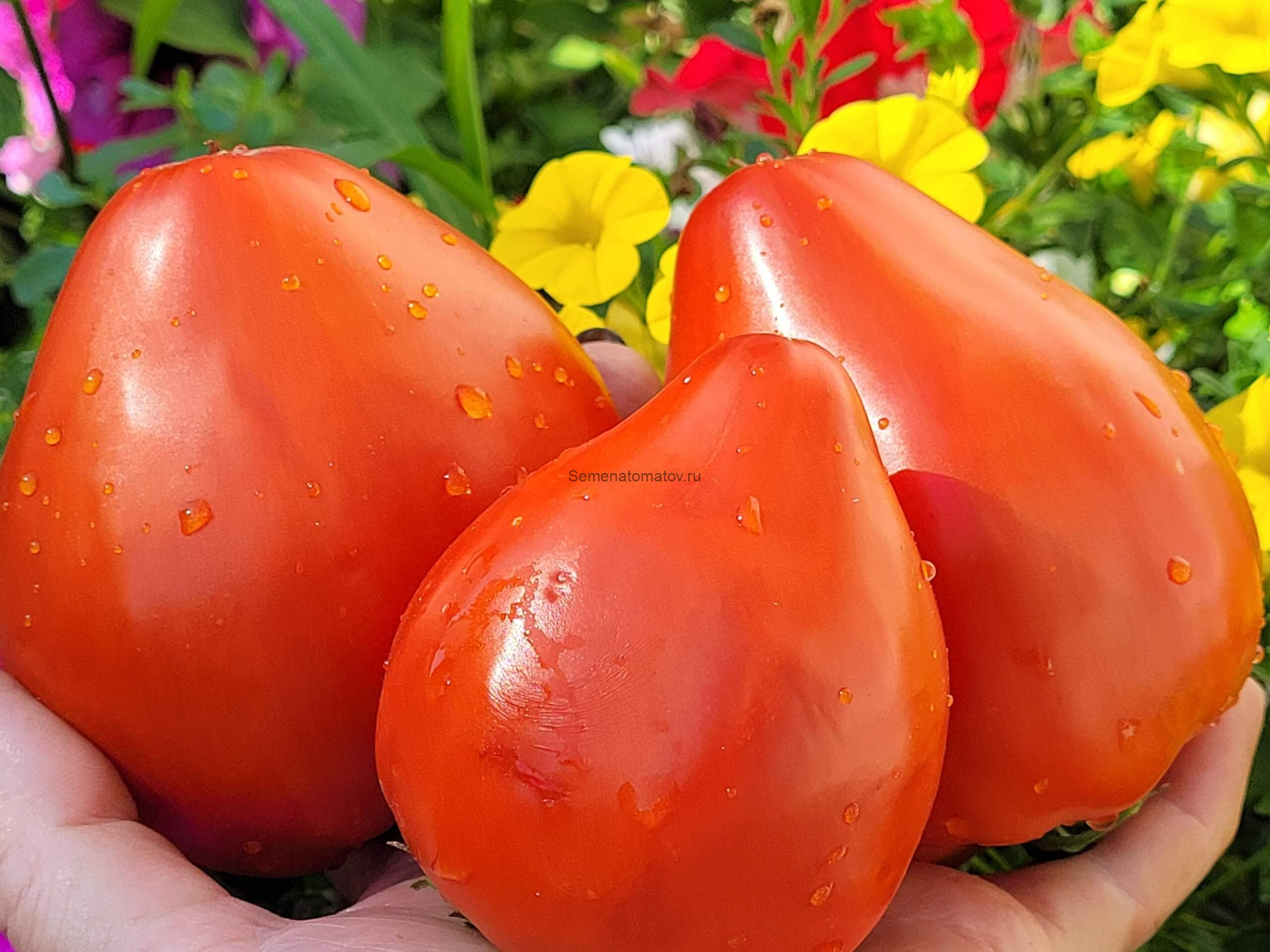 Медвежье Сердце Красное — изображение 3